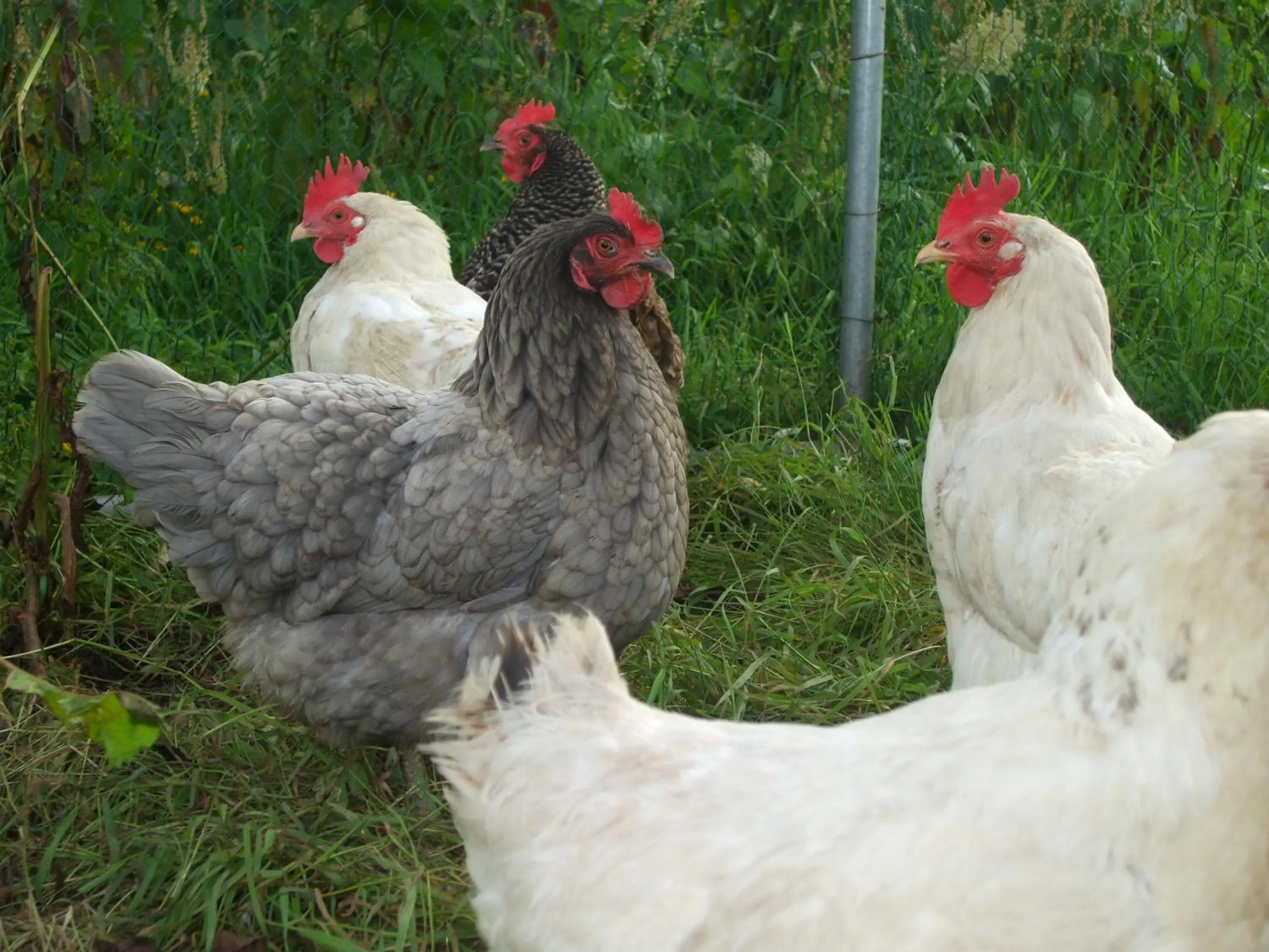 Animals in The Brown Hen Guest Accommodation