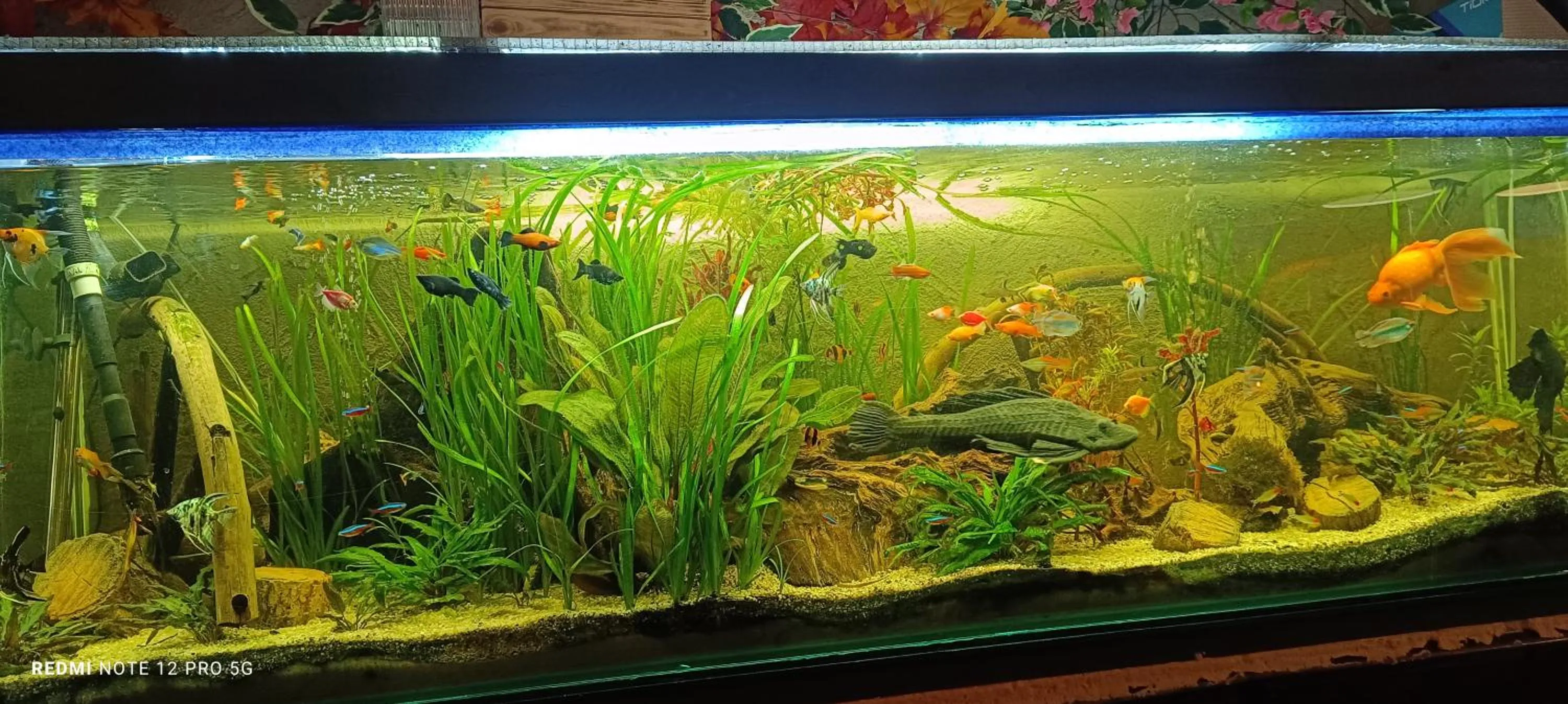 Restaurant/places to eat in ZAJAZD ALBATROS Rzeszów SPA