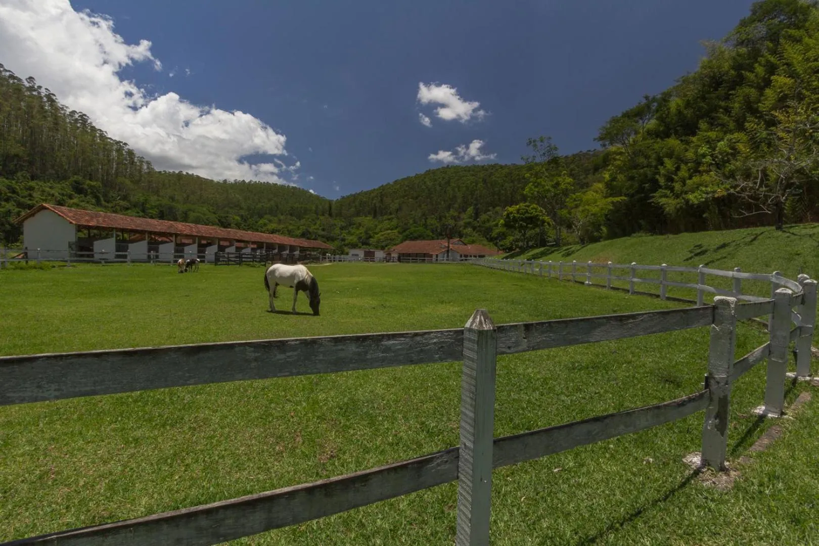 Animals in Resort Fazenda 3 Pinheiros