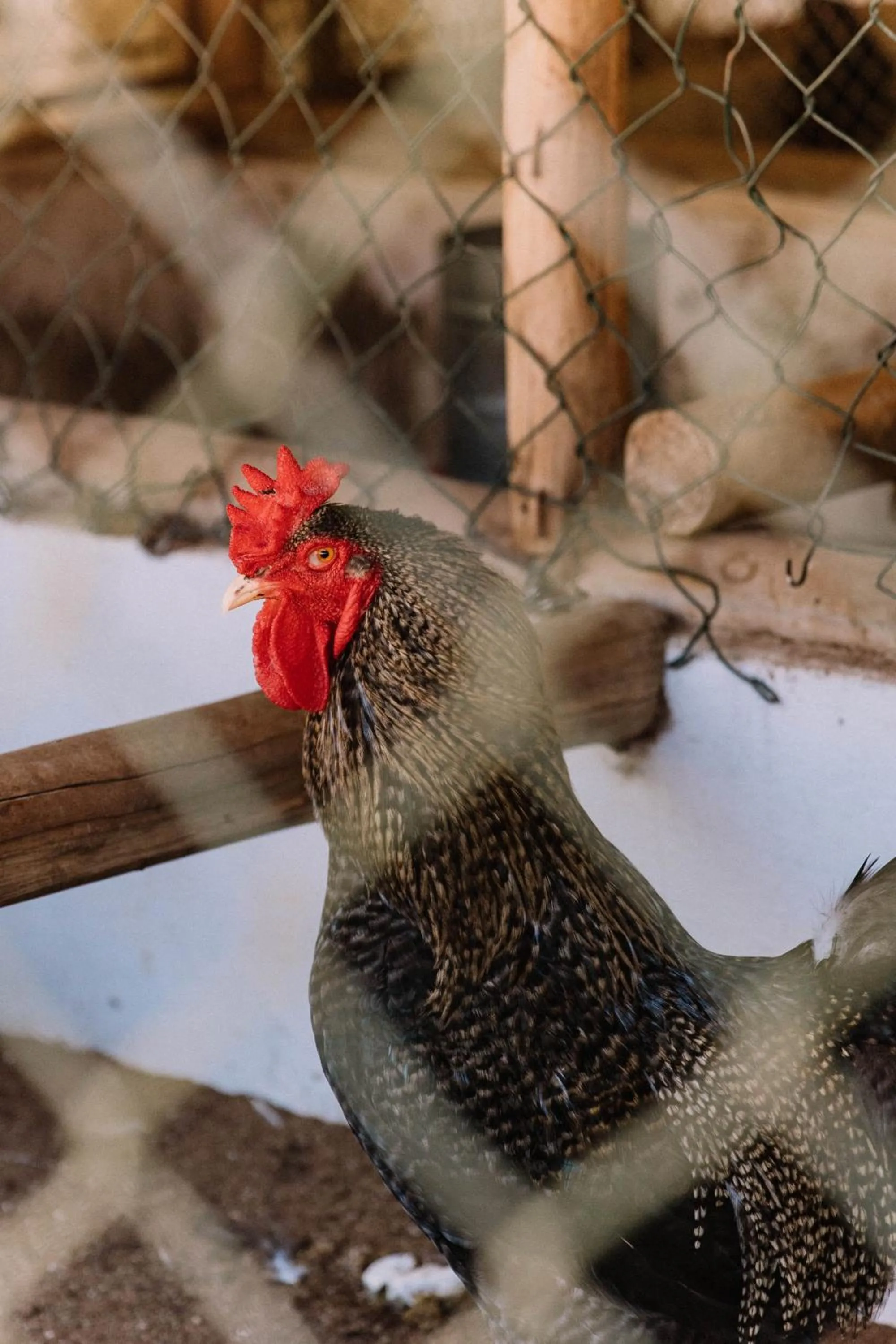 Resort Fazenda 3 Pinheiros