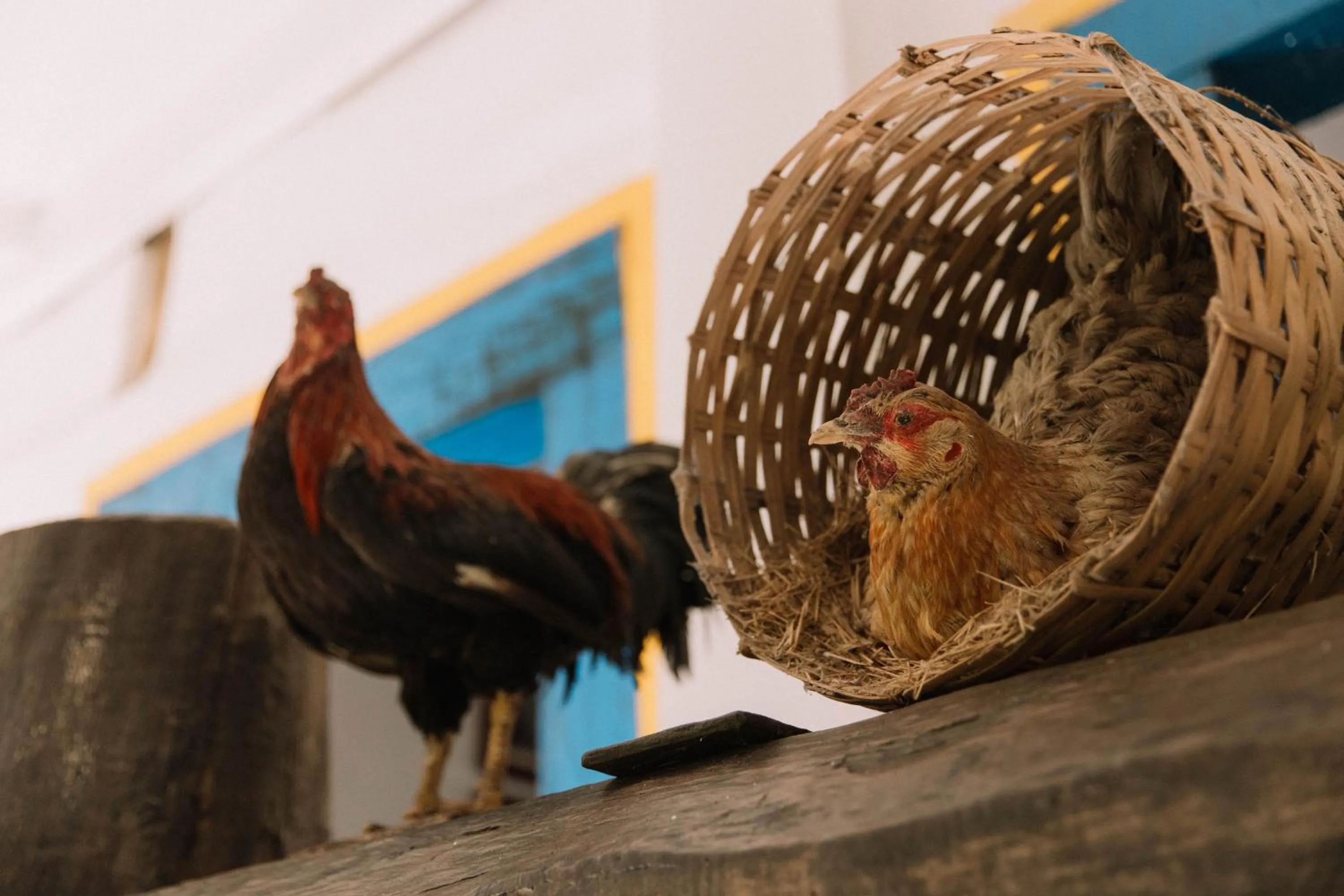 Decorative detail in Resort Fazenda 3 Pinheiros