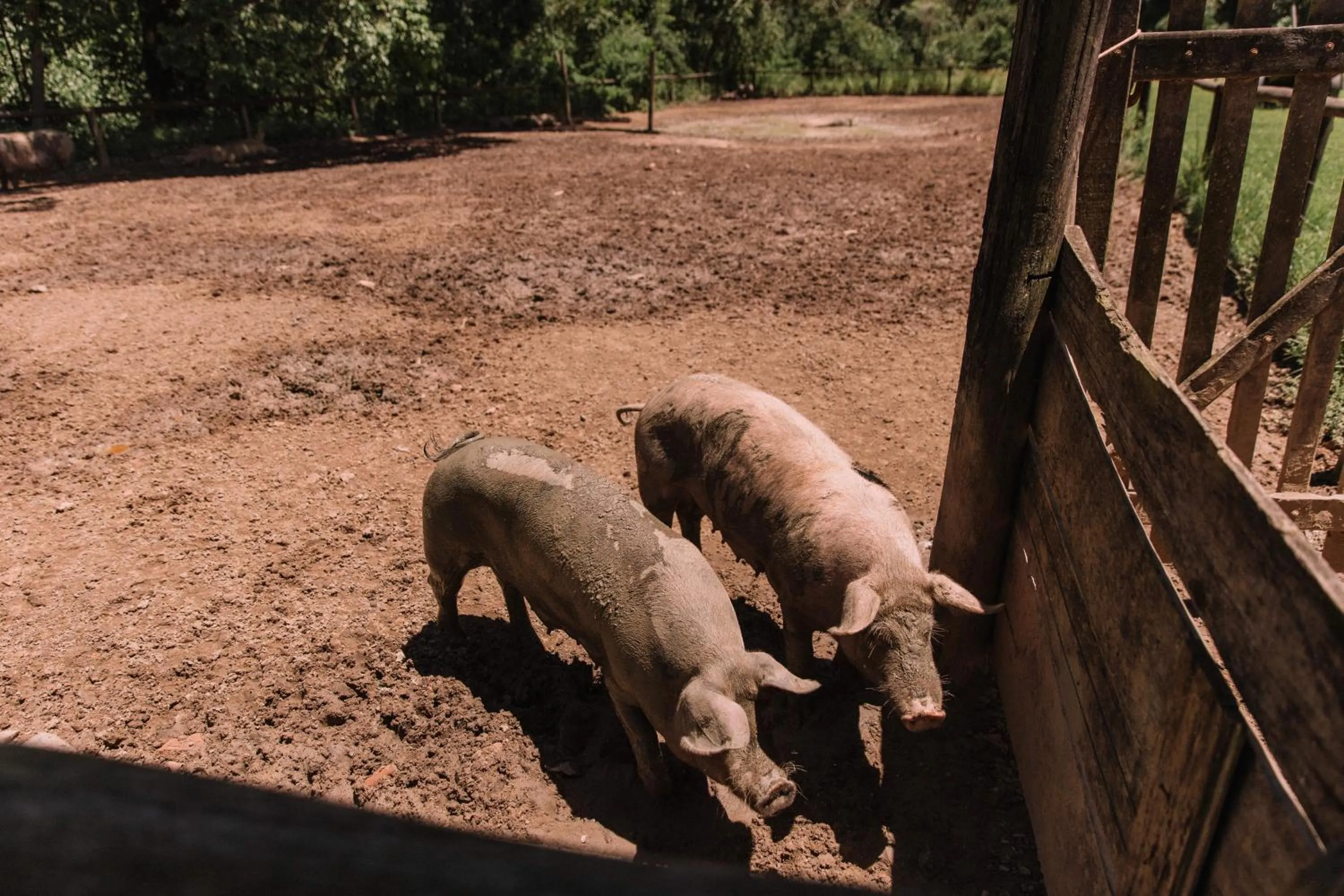 Day in Resort Fazenda 3 Pinheiros