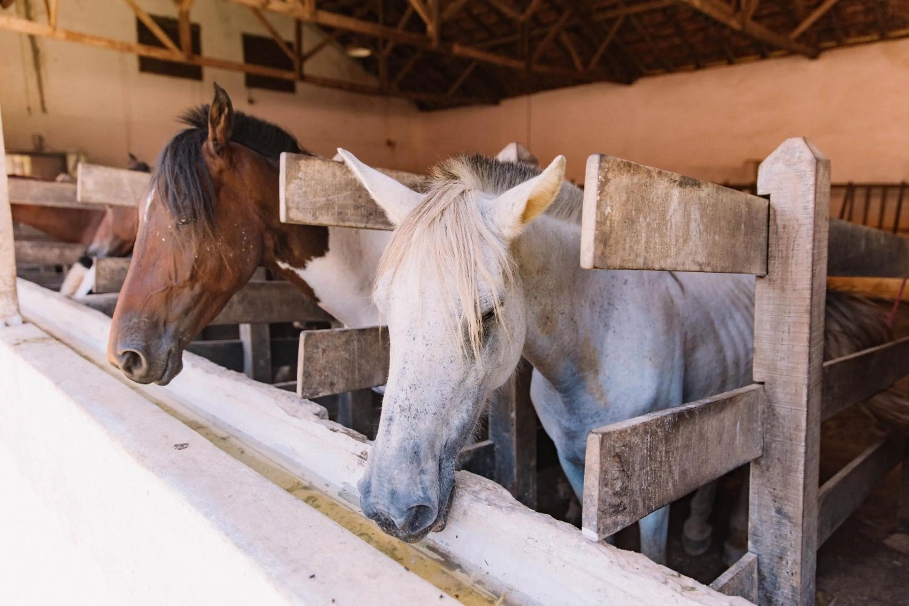 Horse-riding in Resort Fazenda 3 Pinheiros