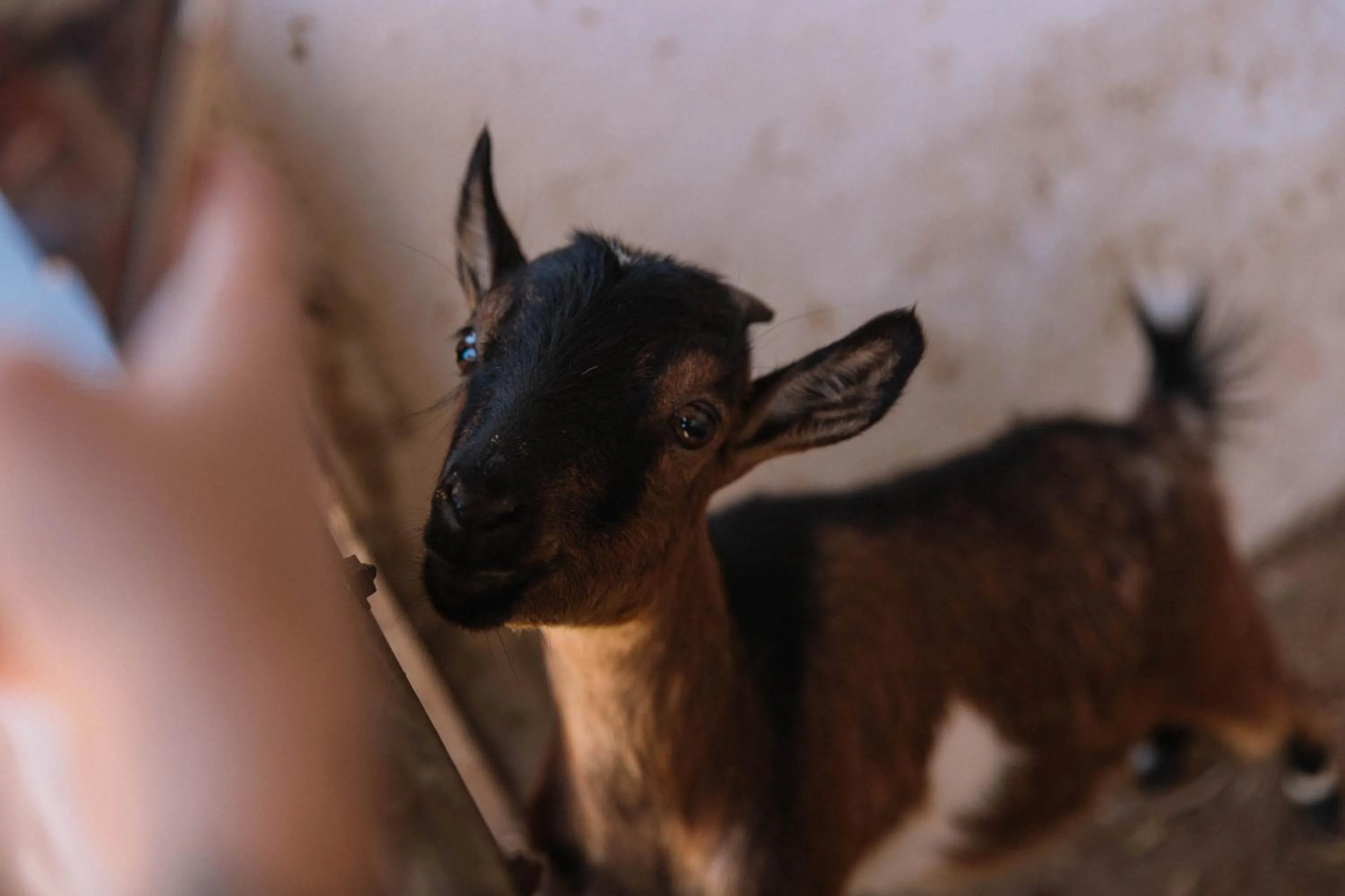 Animals in Resort Fazenda 3 Pinheiros