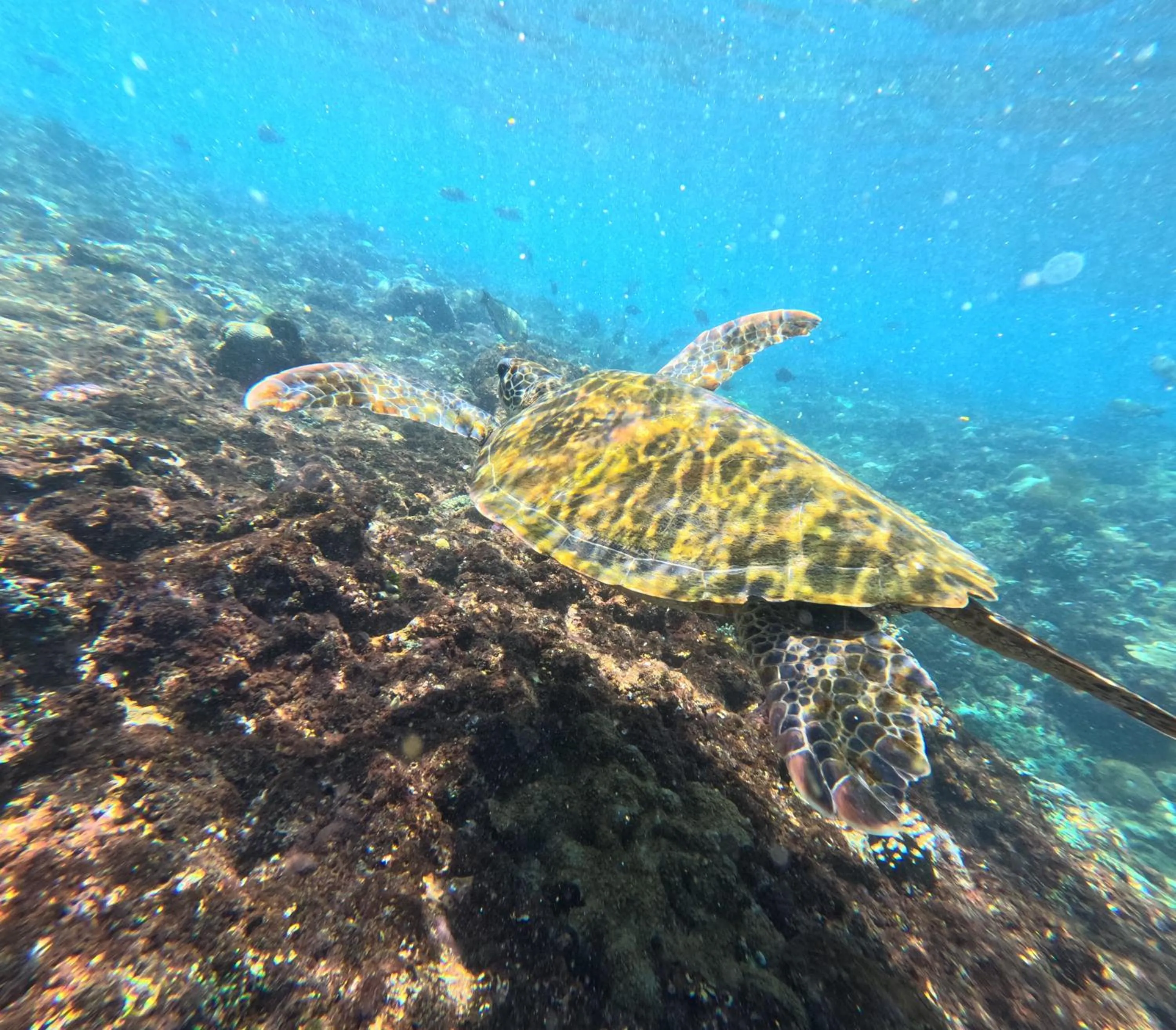 Sea Bridge Villa Ceningan