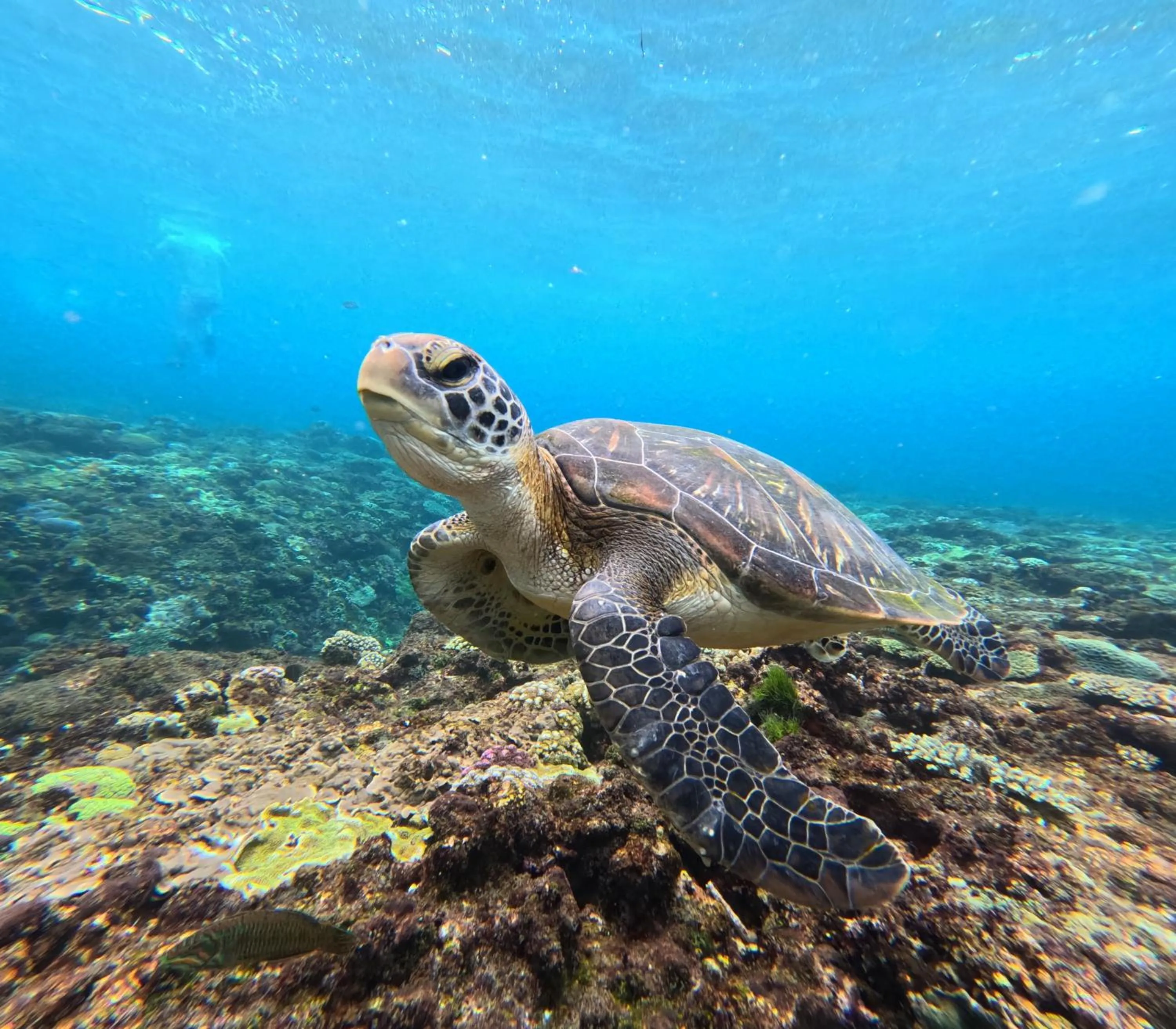 Sea Bridge Villa Ceningan