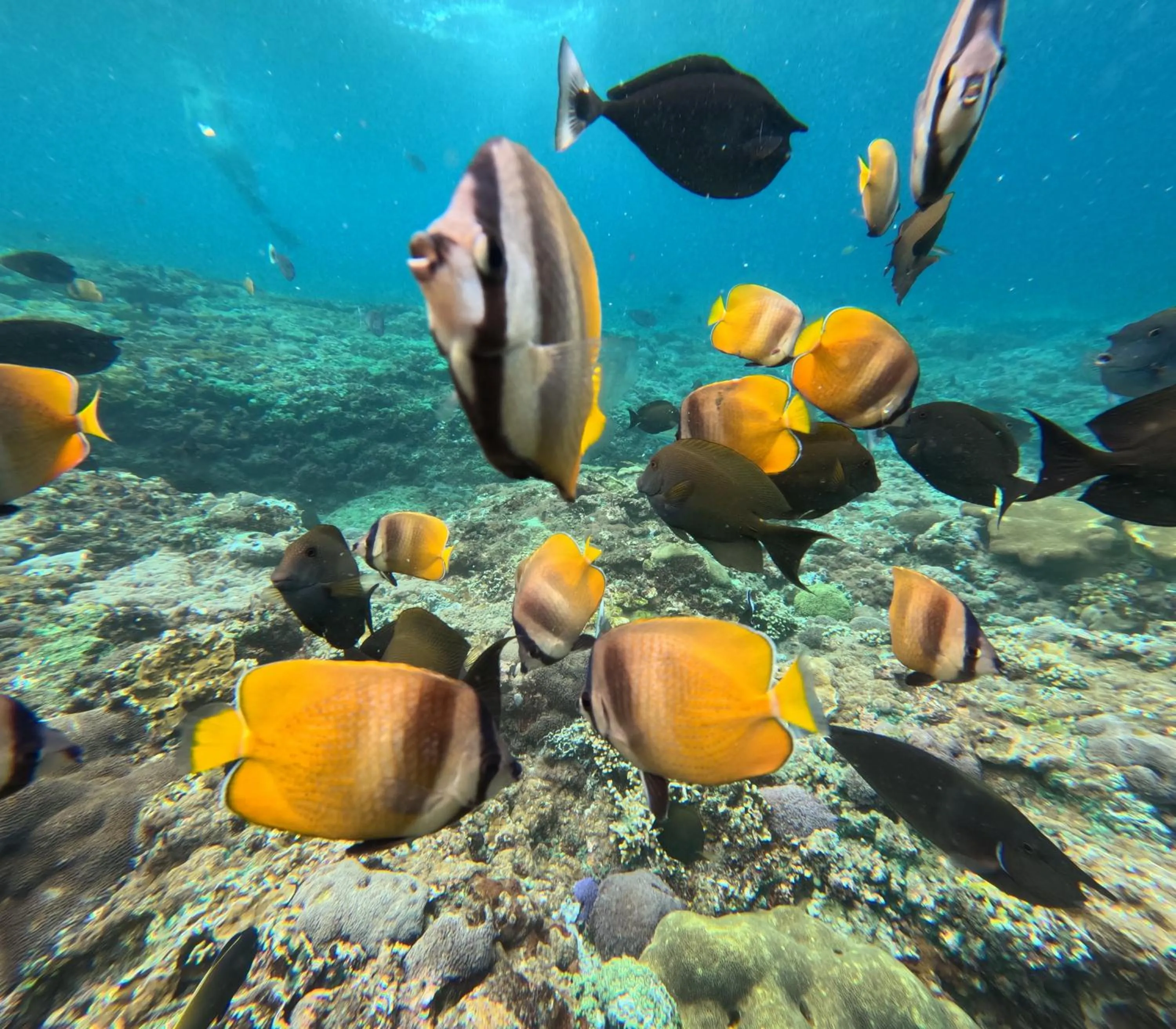 Sea Bridge Villa Ceningan