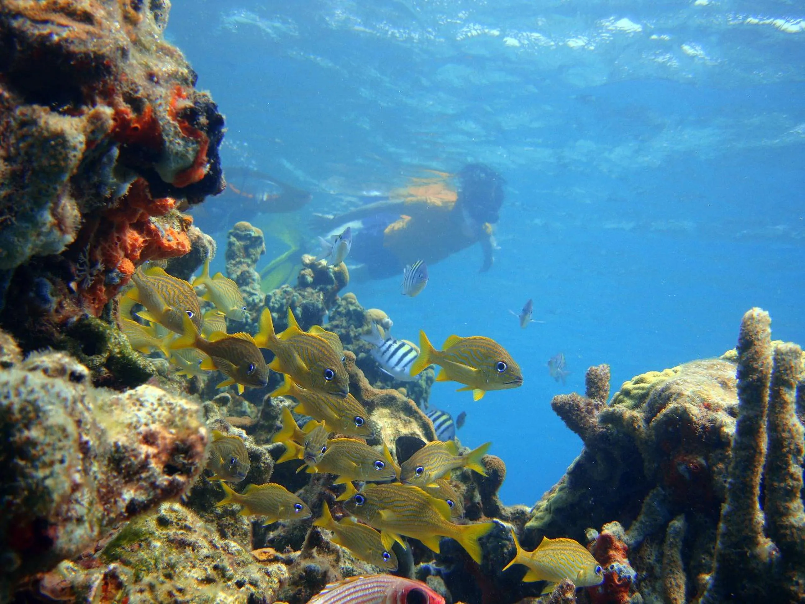 Diving in Hotel San Pedro de Majagua