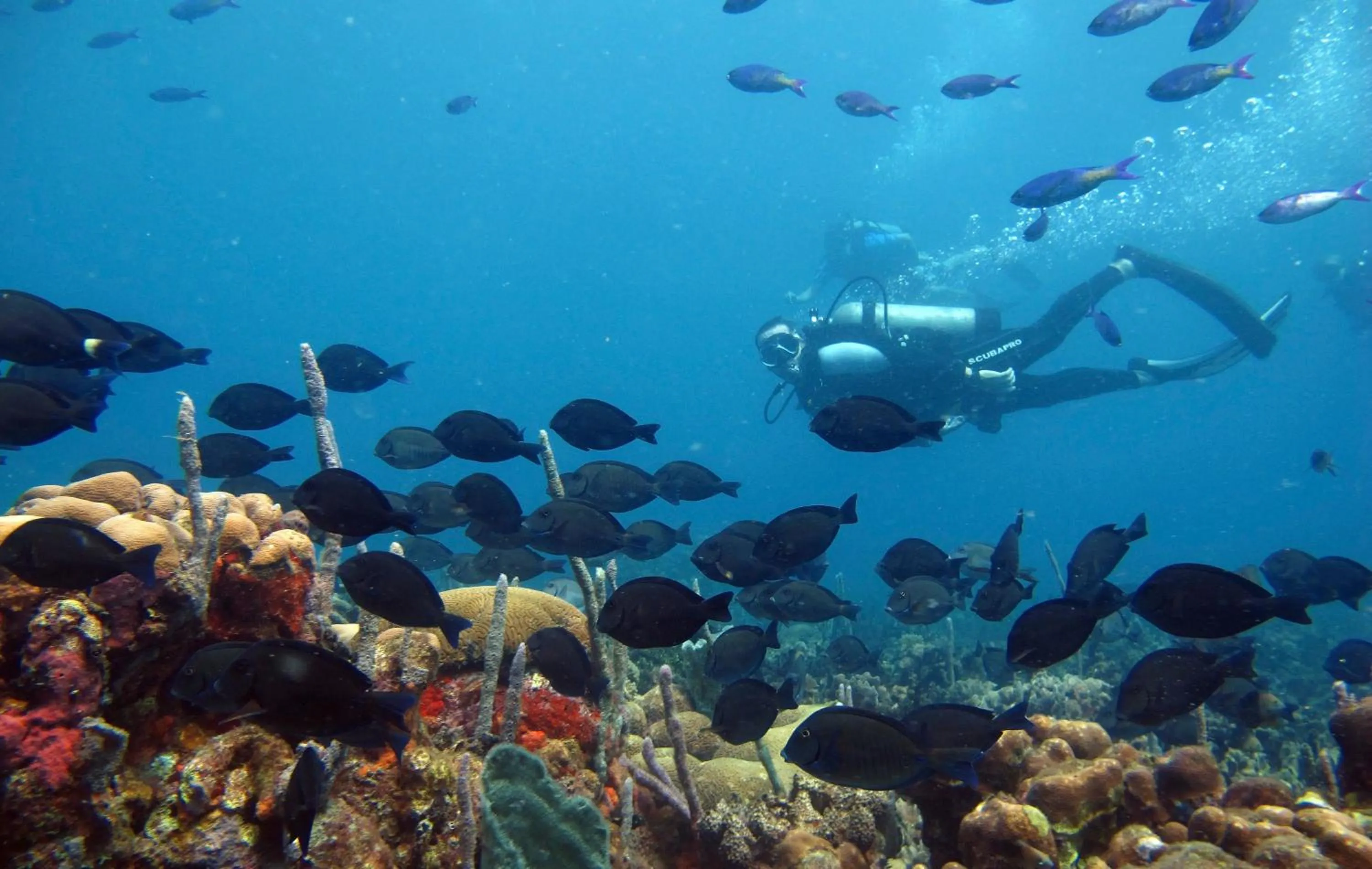 Diving in Hotel San Pedro de Majagua