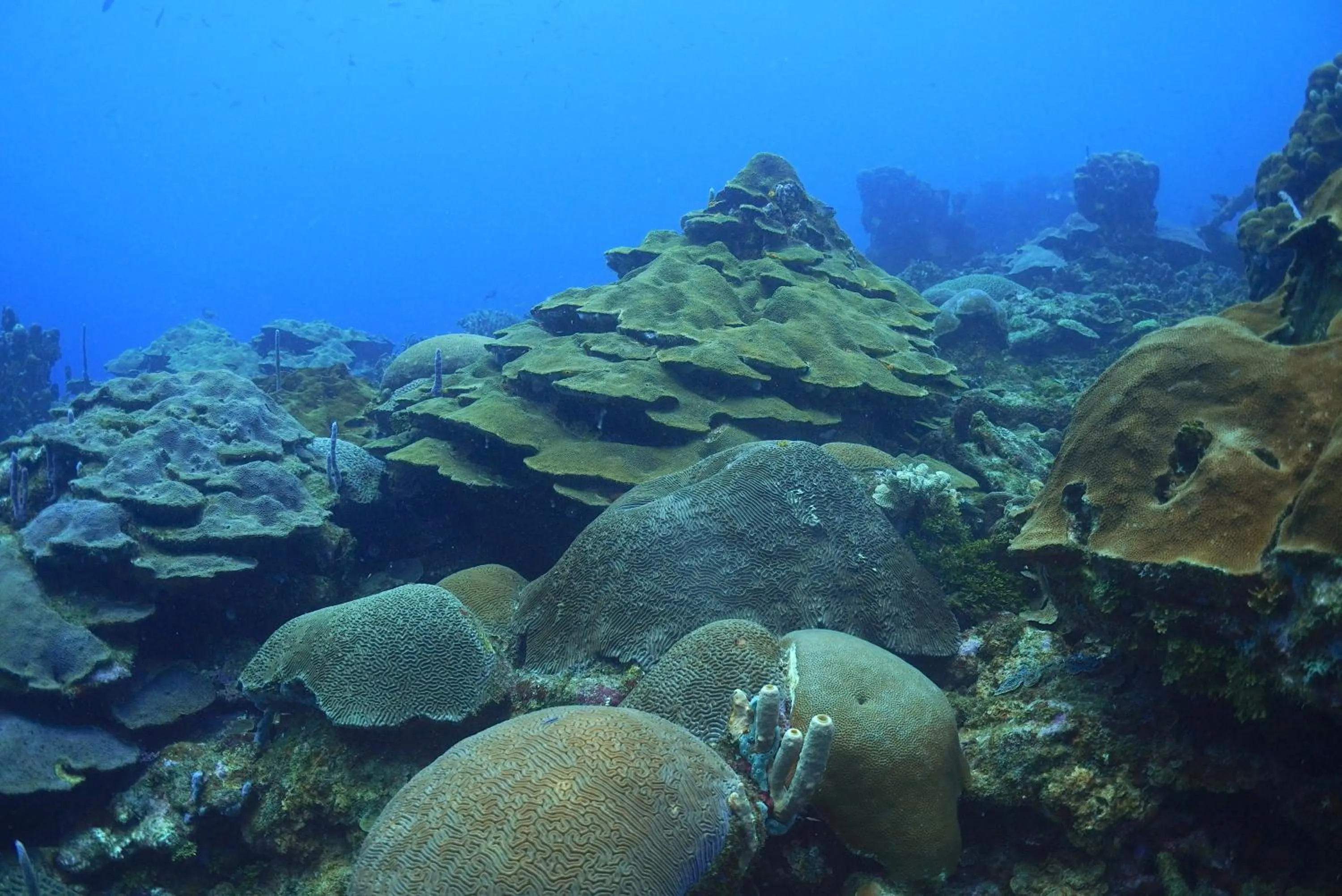 Diving in Hotel San Pedro de Majagua