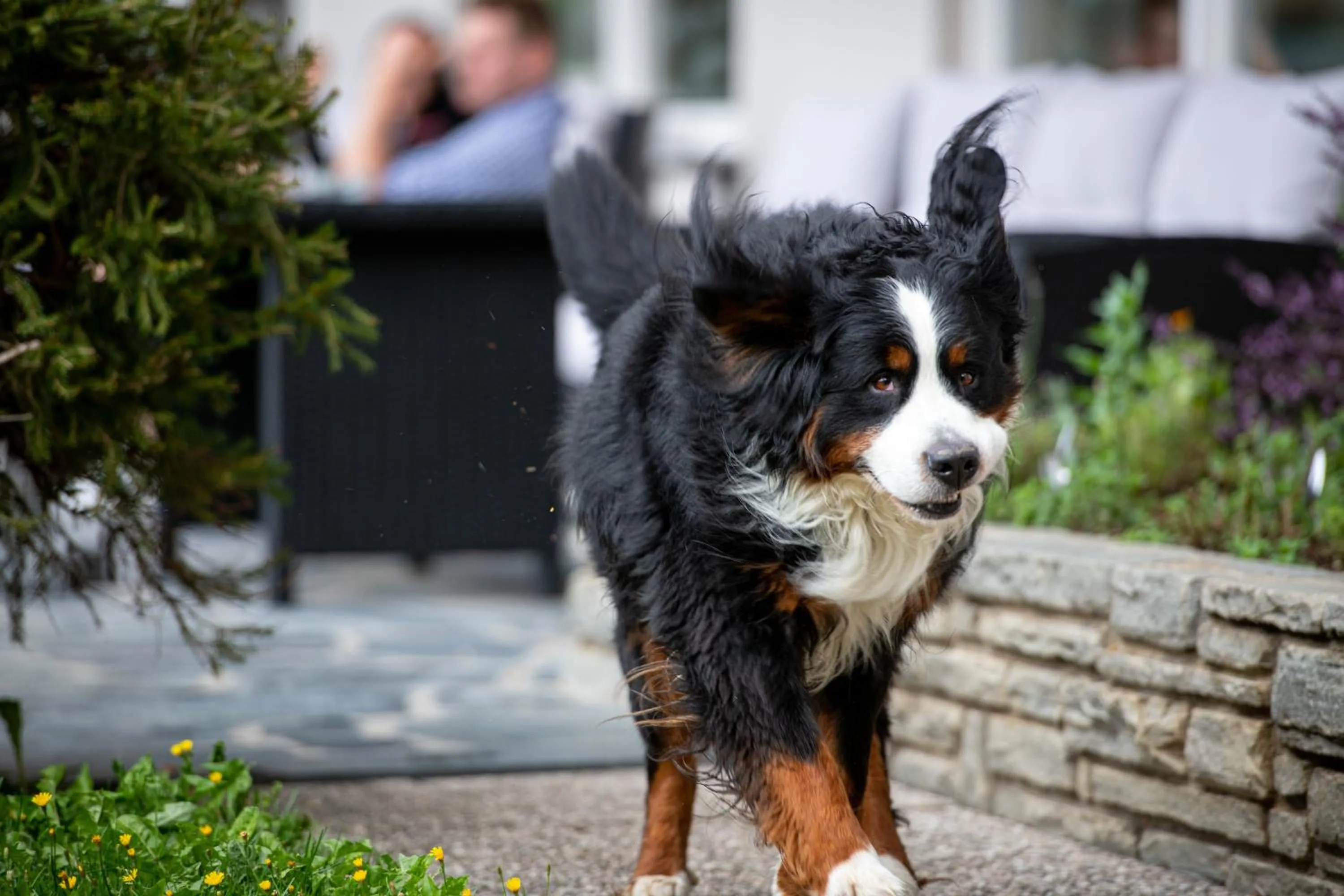 Pets in Hotel Antholzerhof