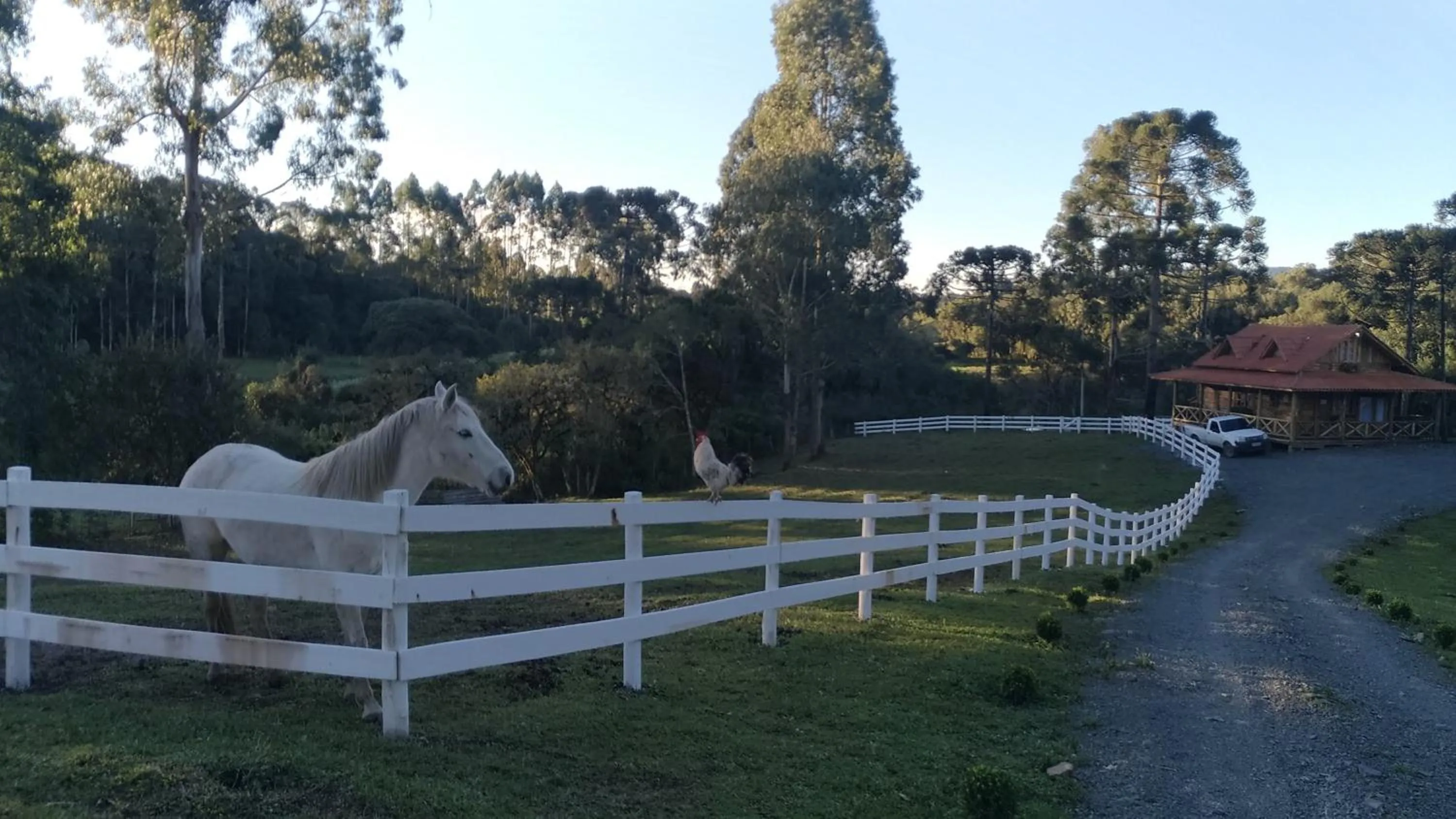 Animals in Pousada Recanto dos Pôneis Rio Rufino Urubici