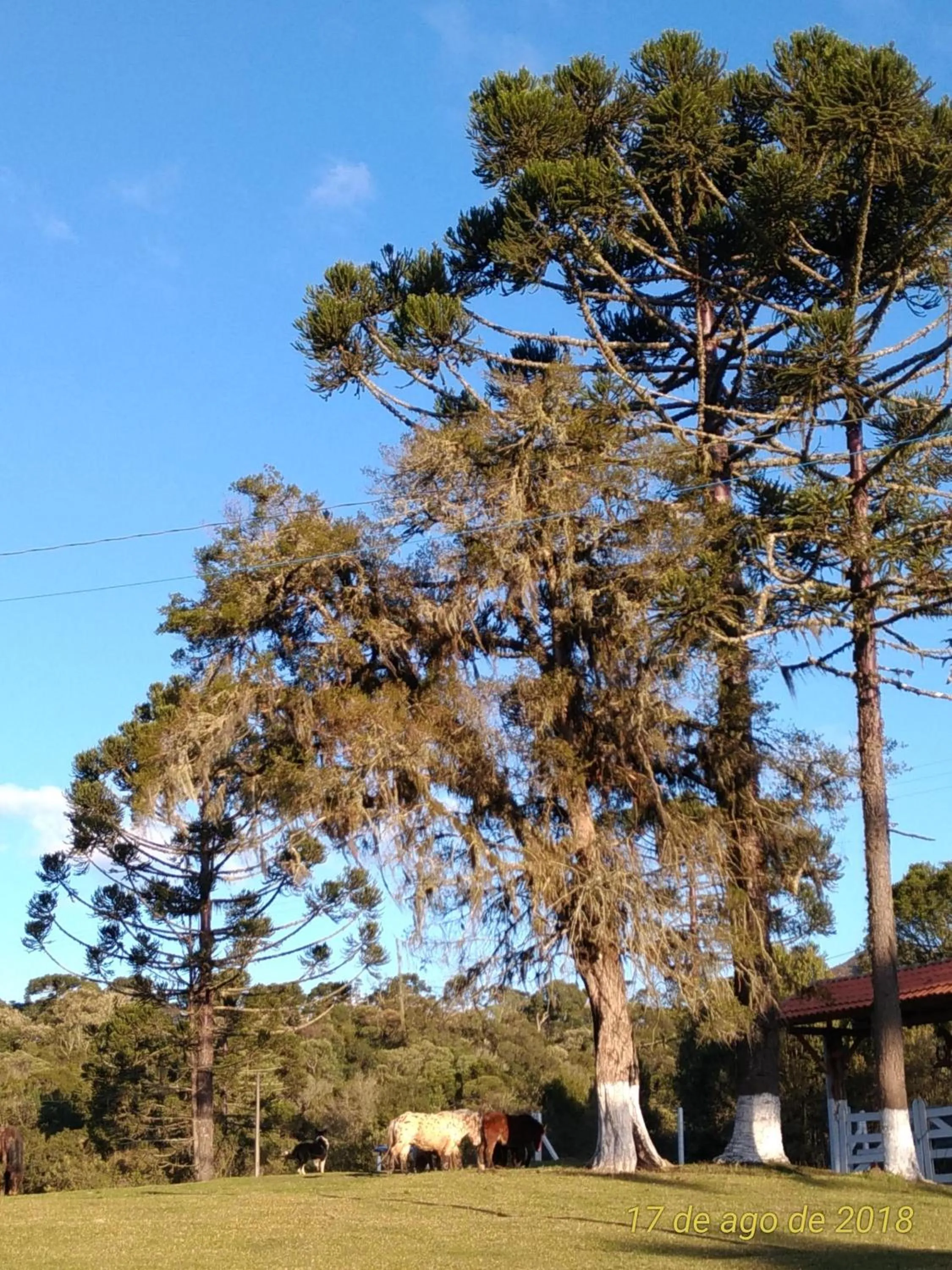 Natural landscape in Pousada Recanto dos Pôneis Rio Rufino Urubici