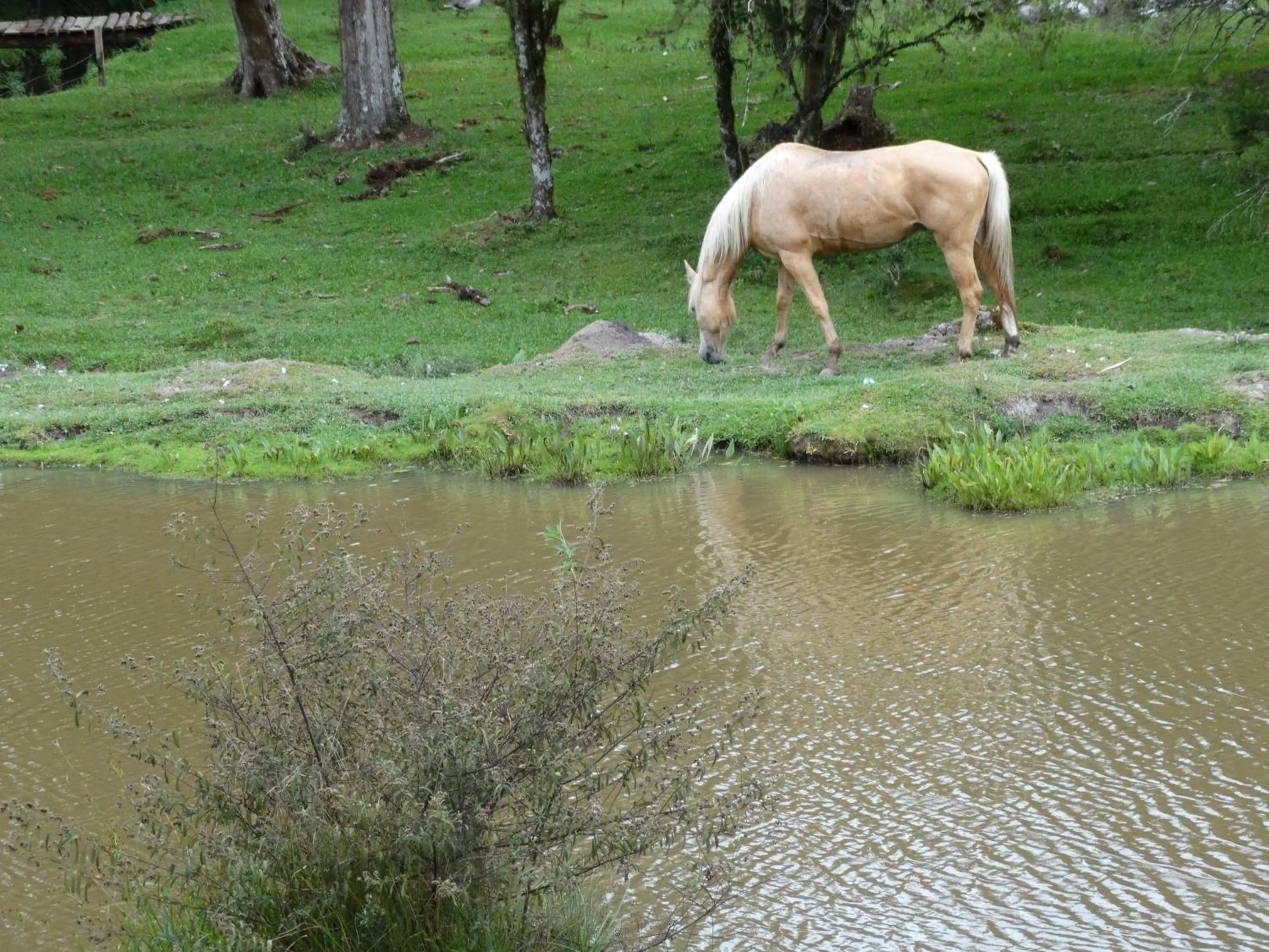 Horse-riding in Pousada Recanto dos Pôneis Rio Rufino Urubici