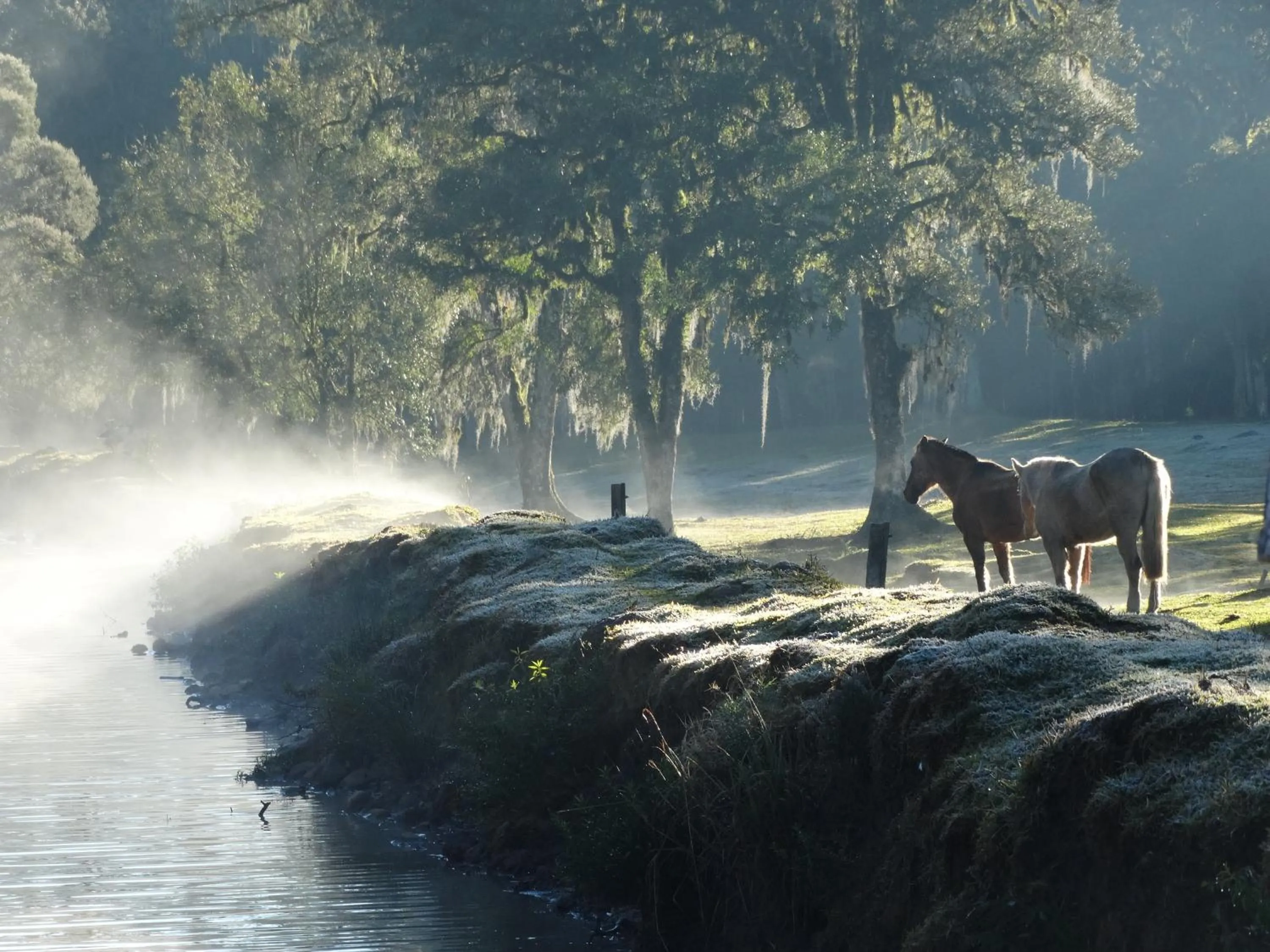 Animals in Pousada Recanto dos Pôneis Rio Rufino Urubici