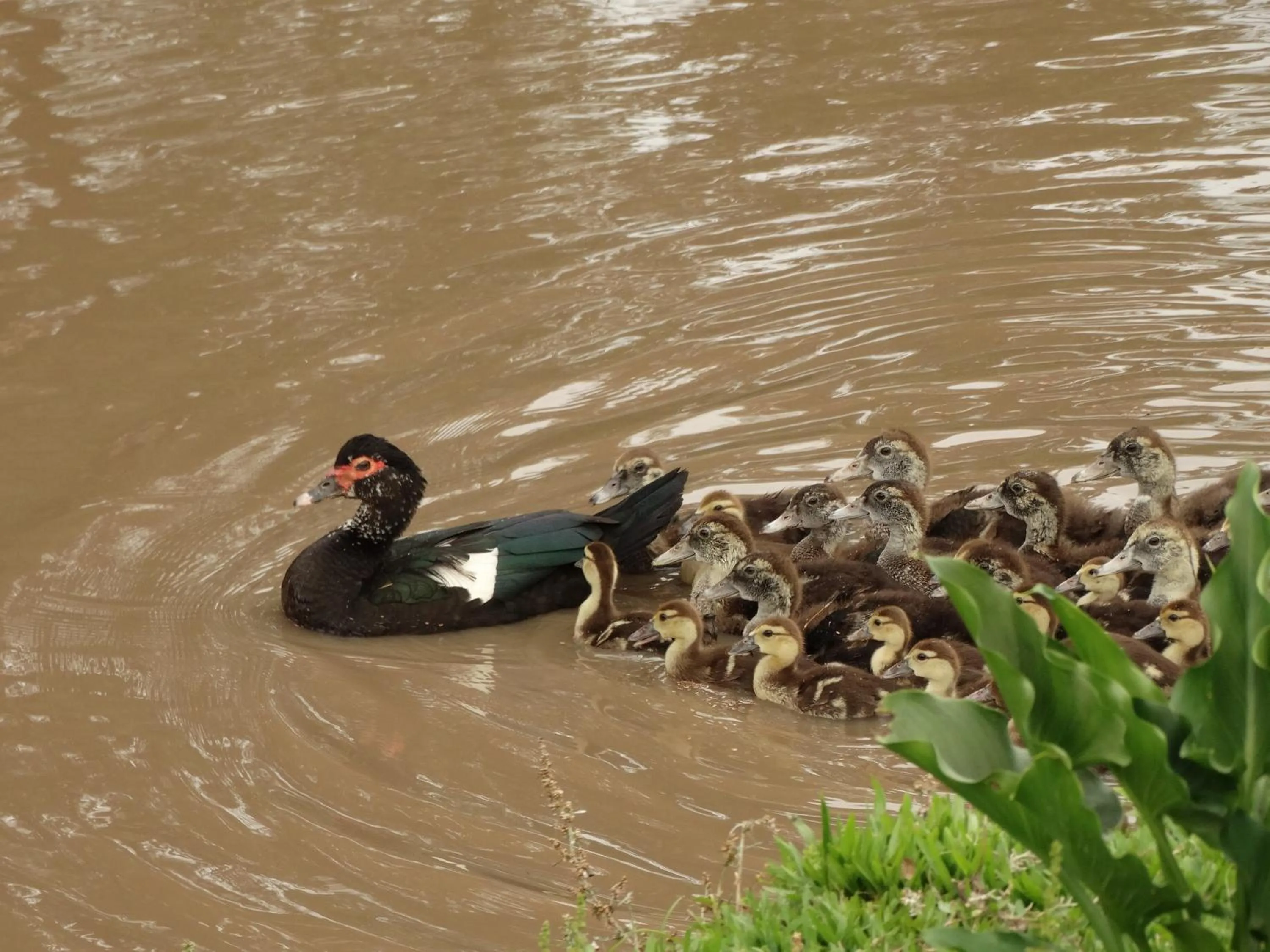 Animals in Pousada Recanto dos Pôneis Rio Rufino Urubici