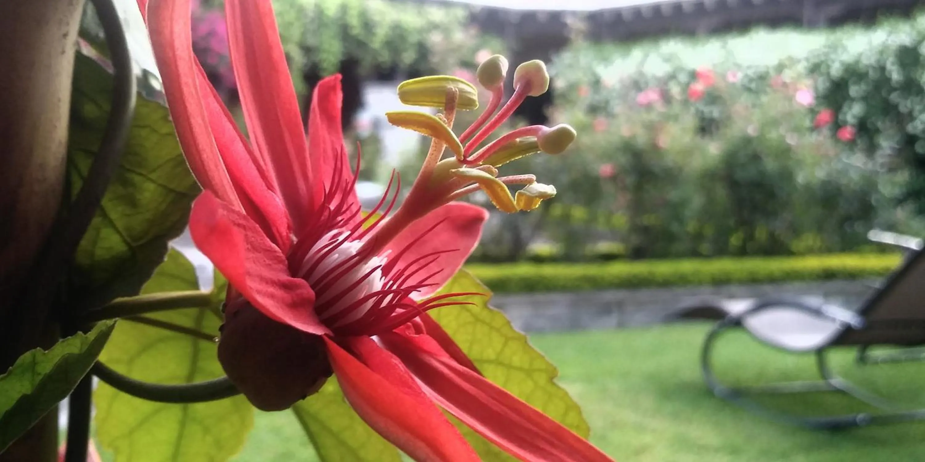 Garden in Hotel Aurora