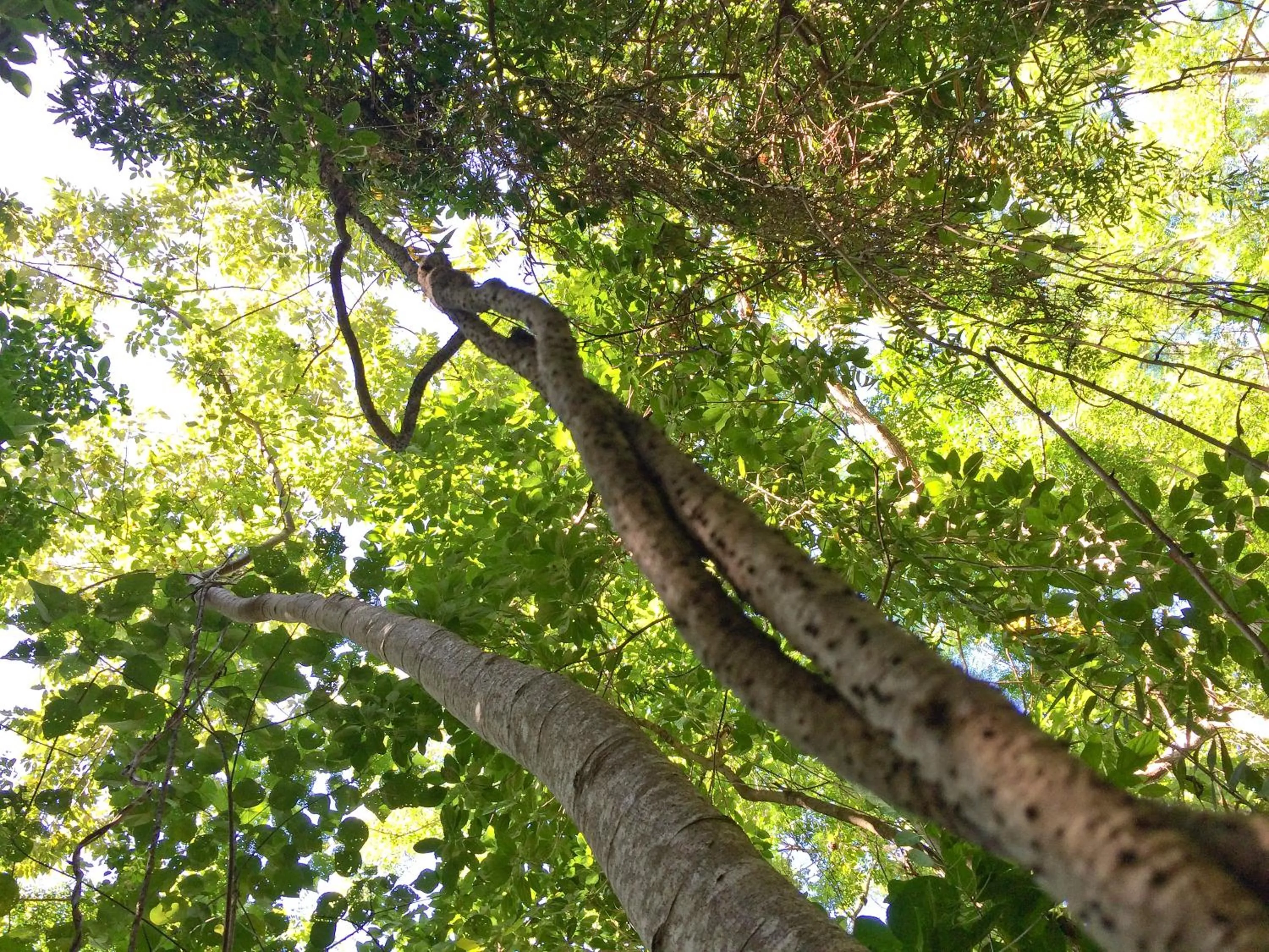 Area and facilities in Beachfront Apartments on Trinity Beach