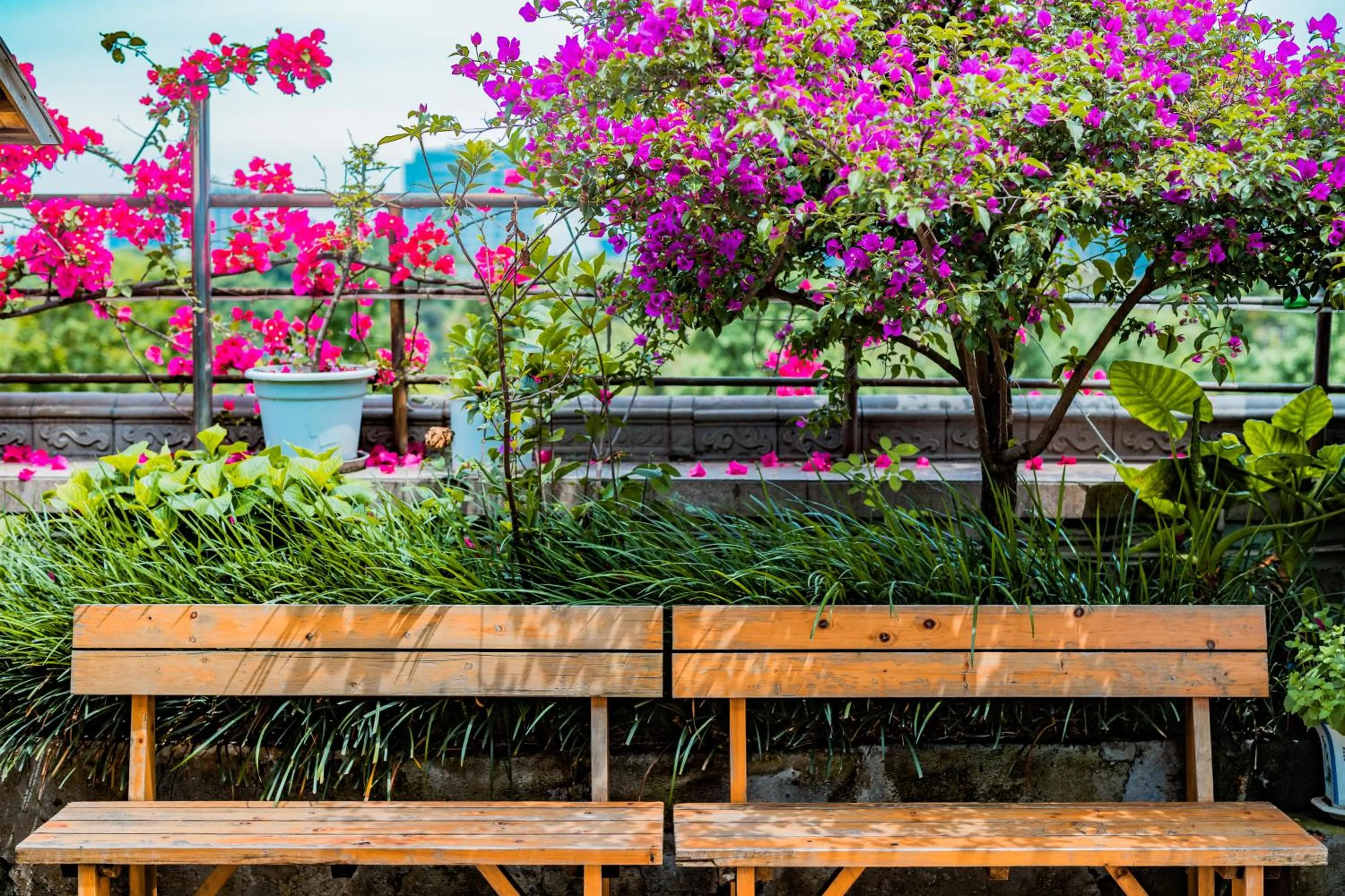 Chengdu Dreams Travel International Youth Hostel