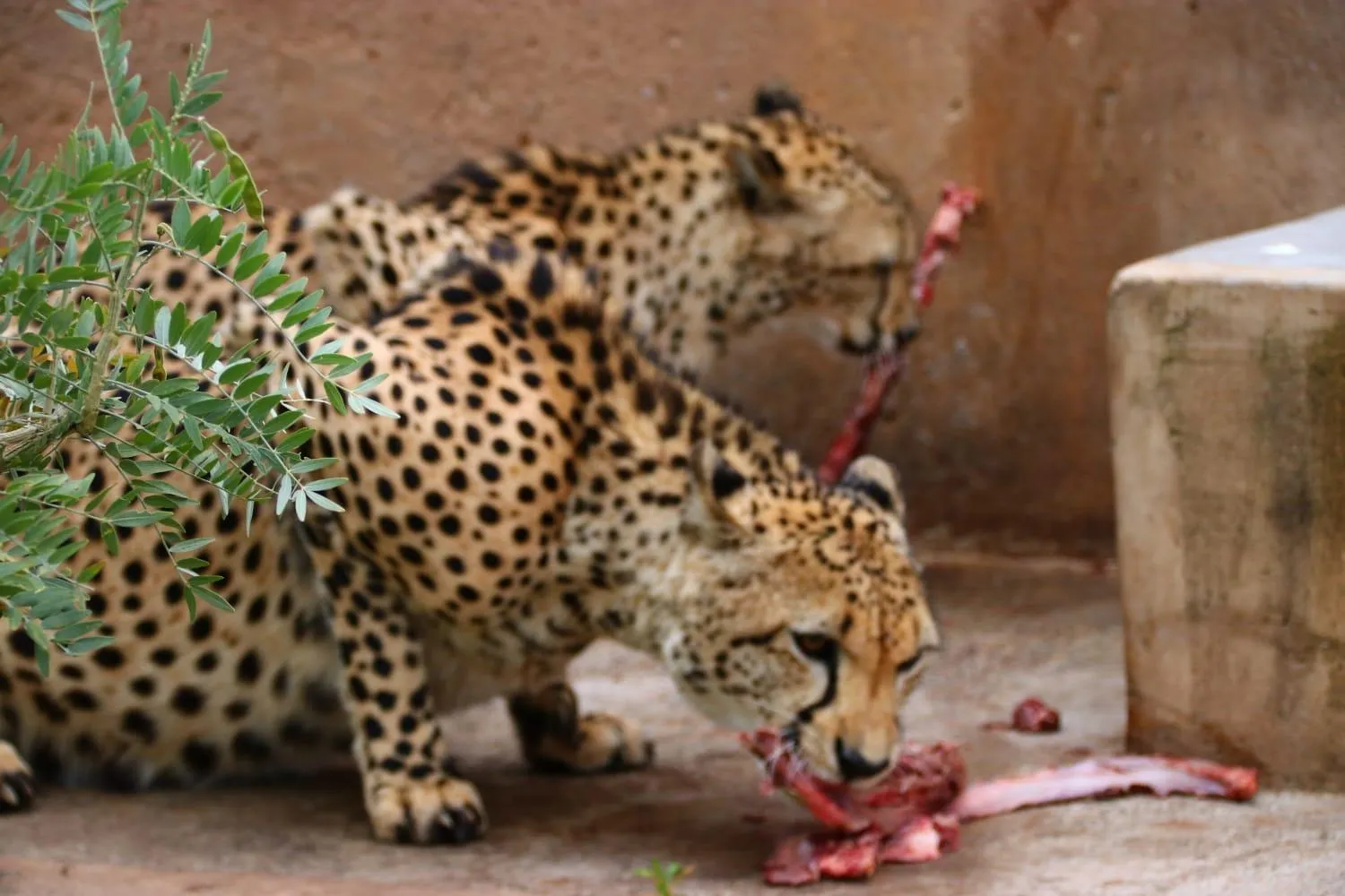 Roaring Sky Base Camp
