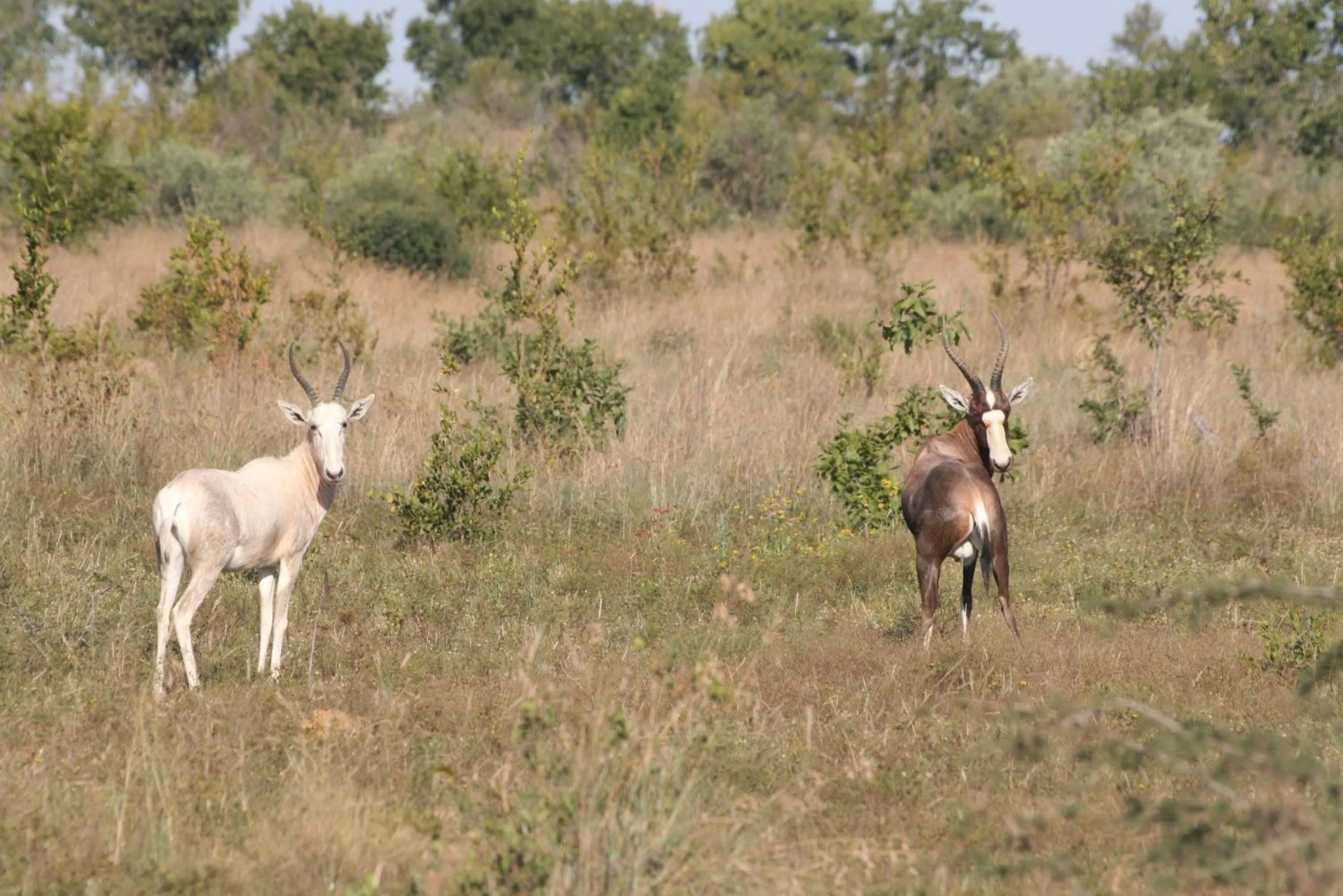 Roaring Sky Base Camp