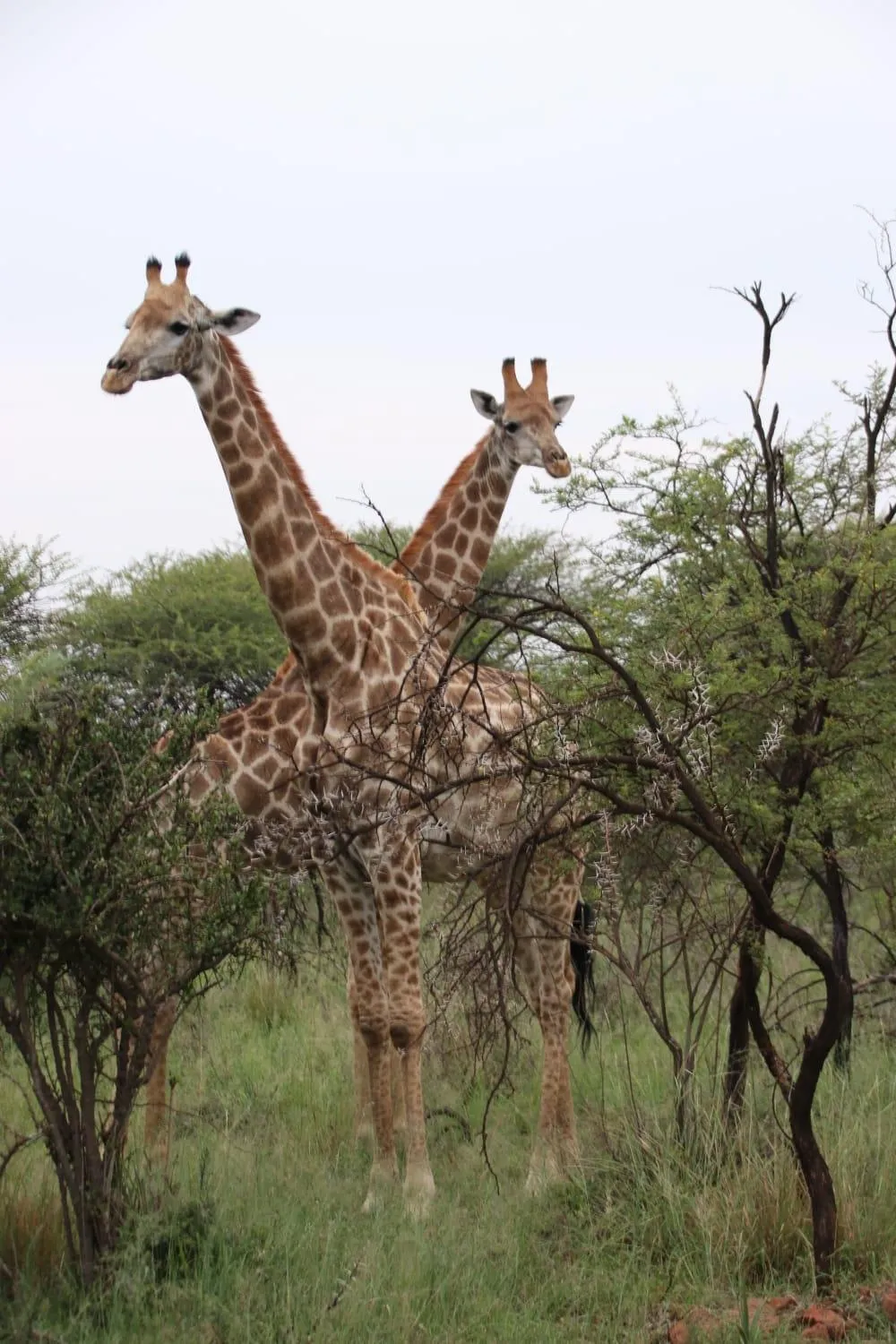 Roaring Sky Base Camp