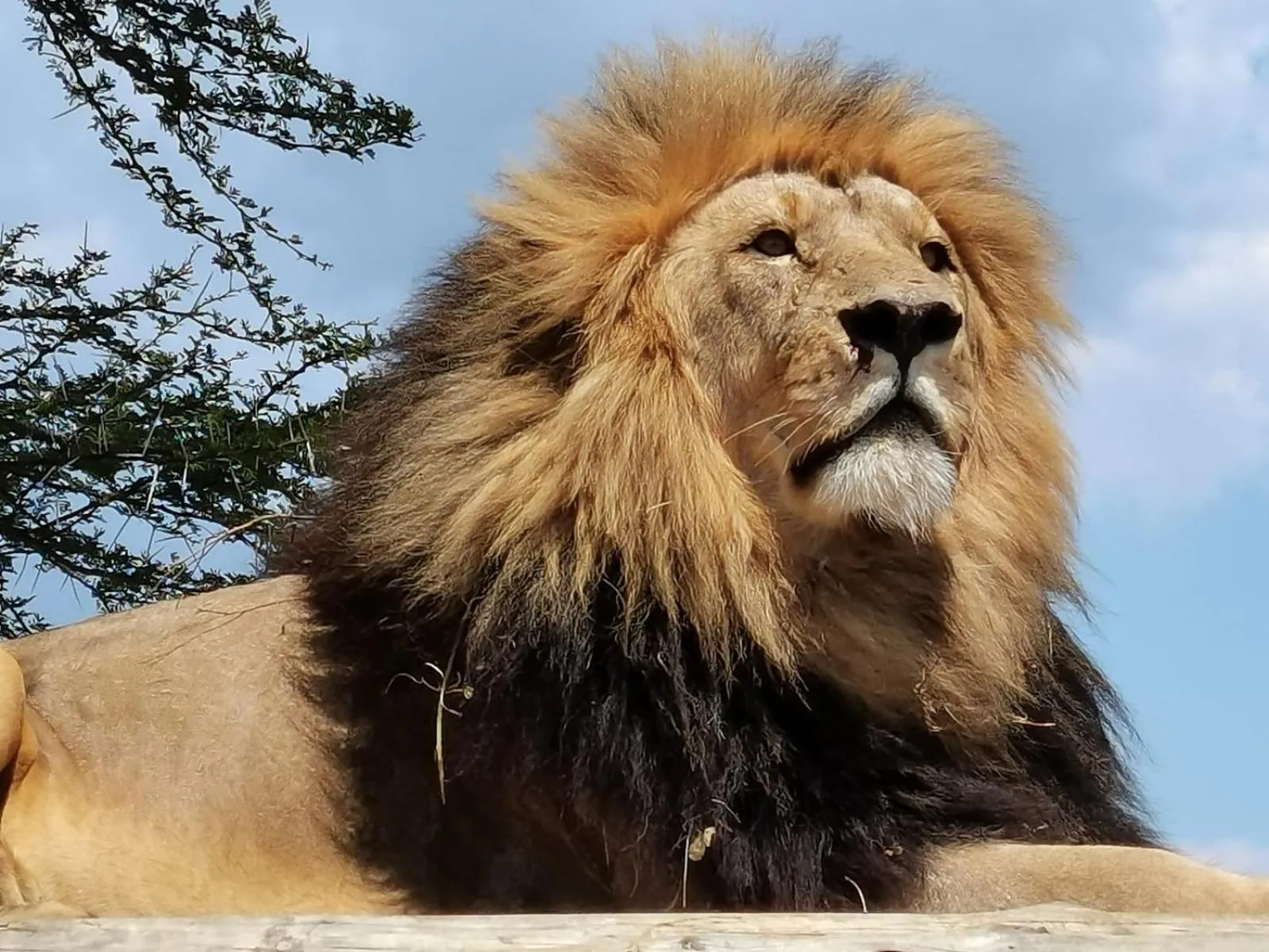 Roaring Sky Base Camp