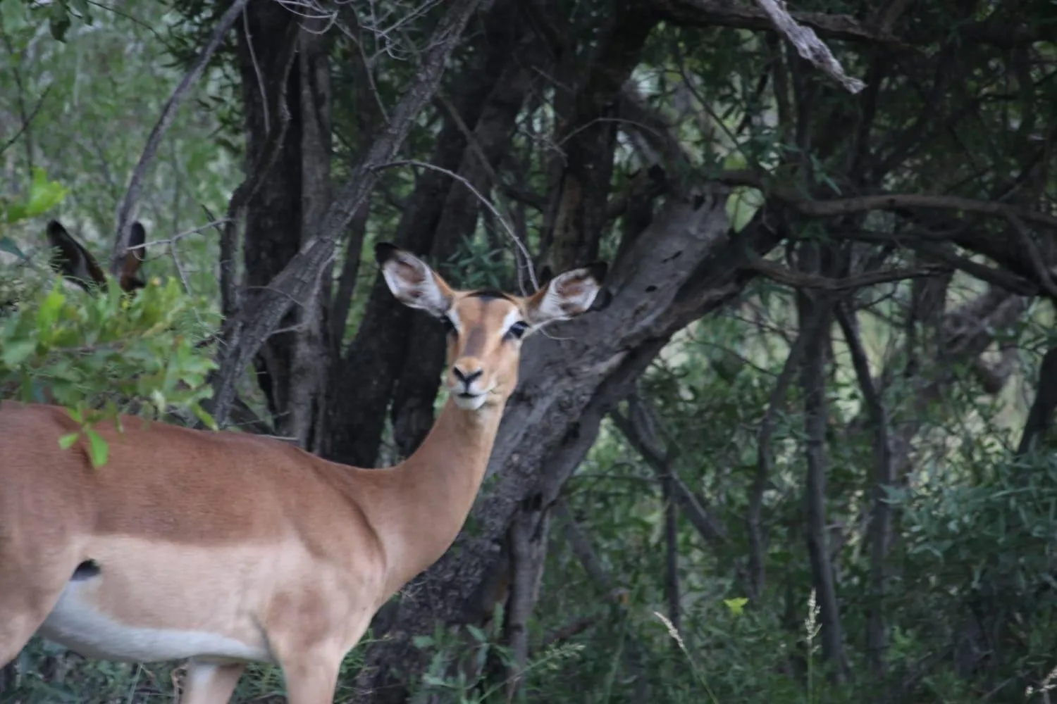 Roaring Sky Base Camp