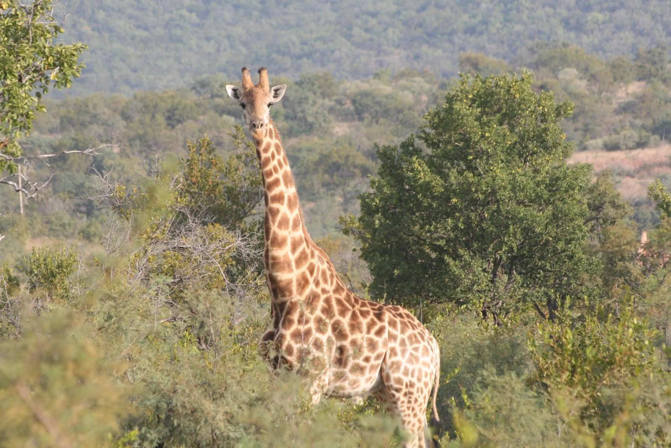 Roaring Sky Base Camp