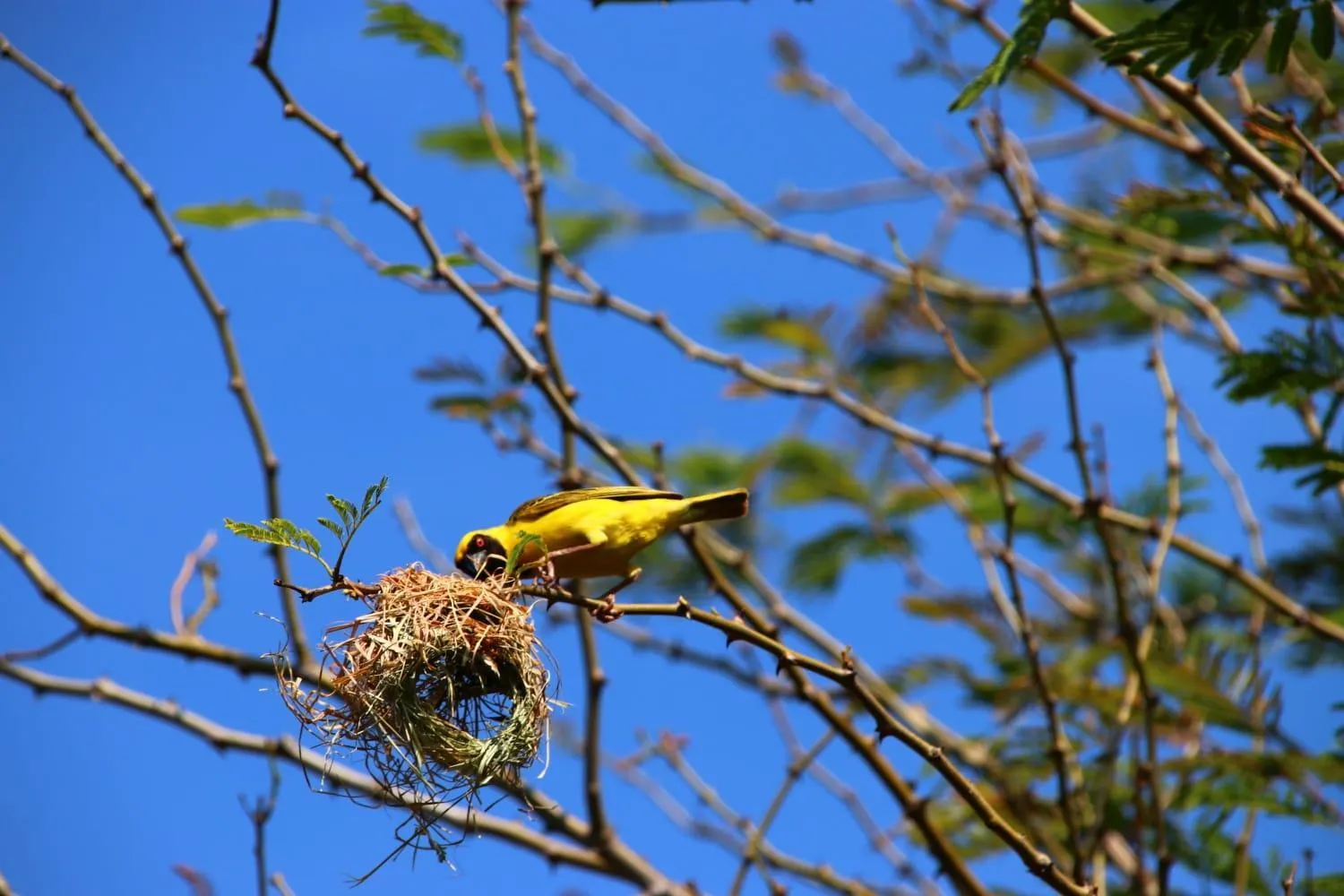 Roaring Sky Base Camp