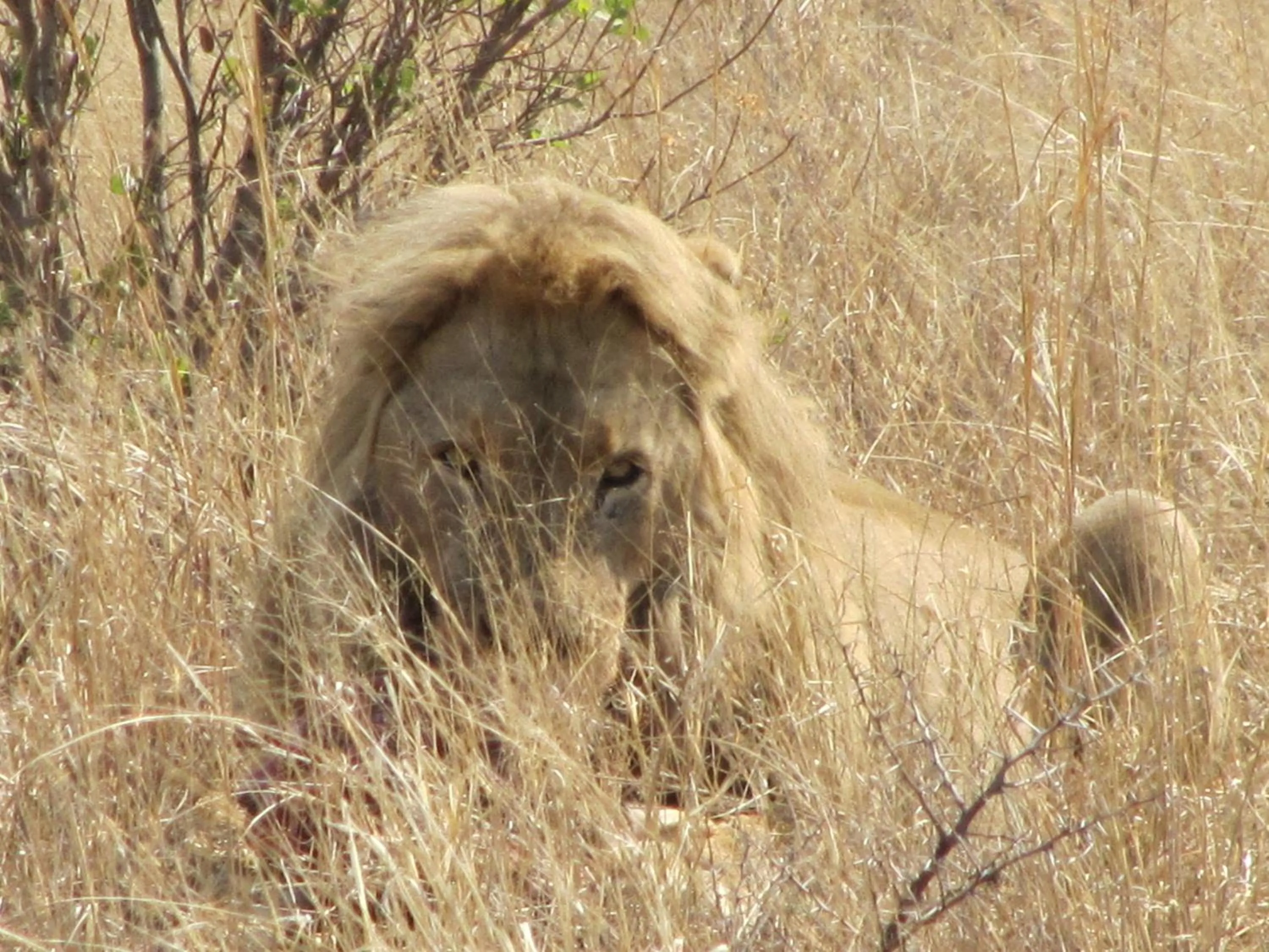 Roaring Sky Base Camp
