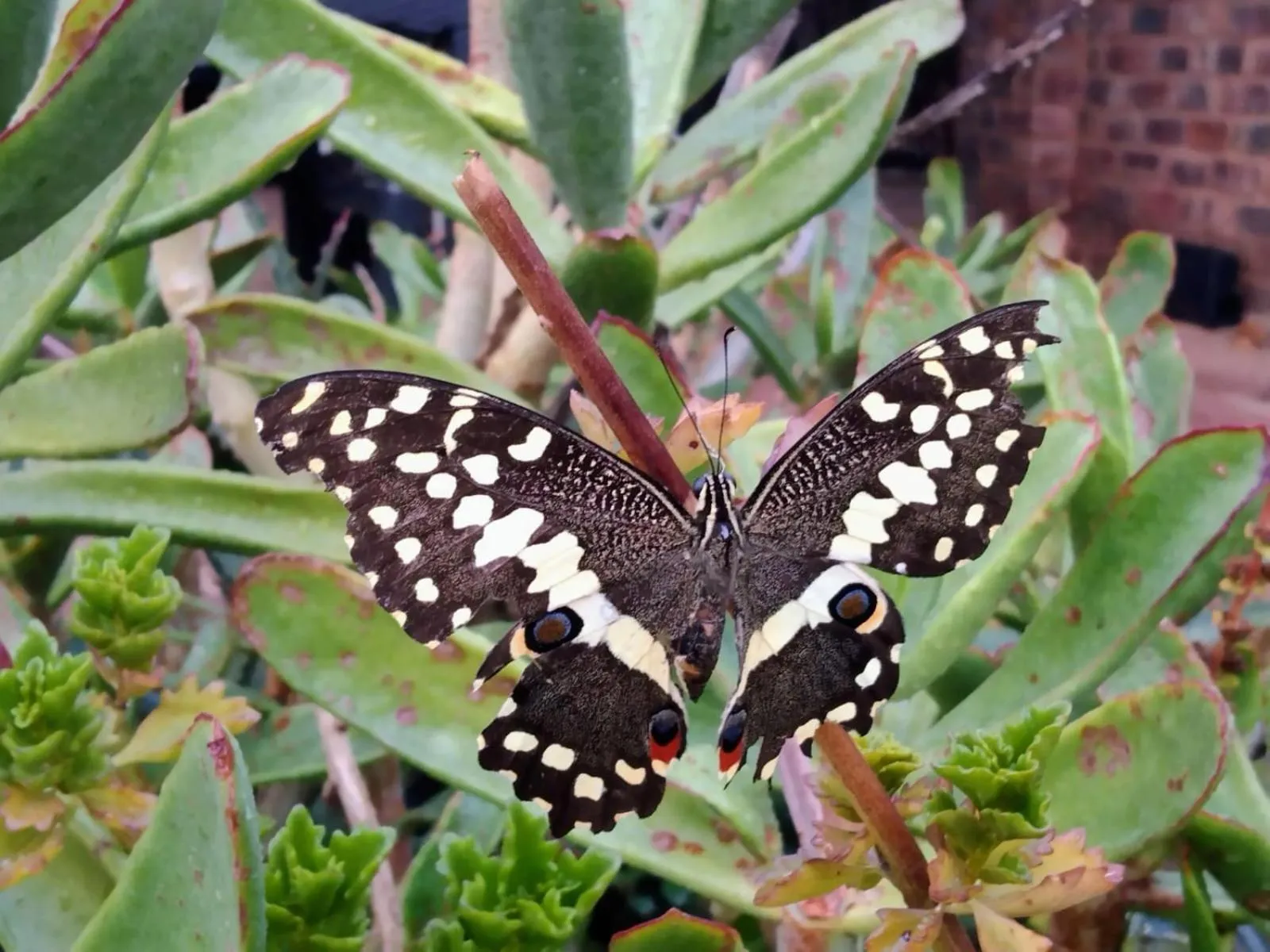 Roaring Sky Base Camp
