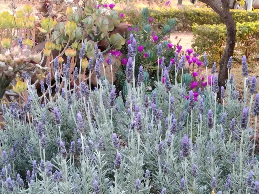 Roaring Sky Base Camp