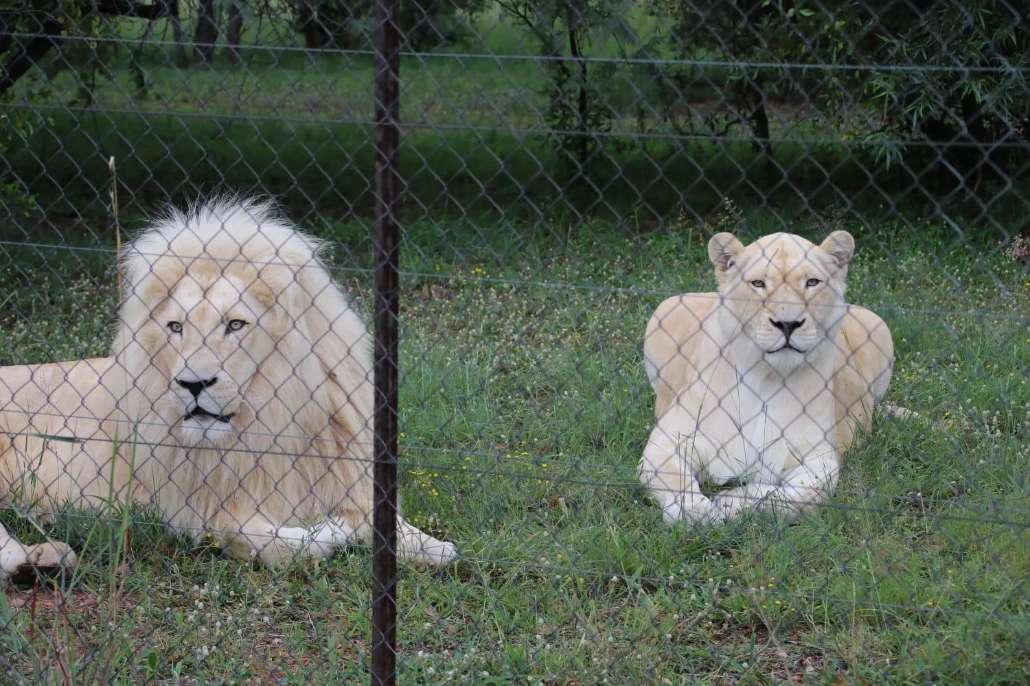 Roaring Sky Base Camp