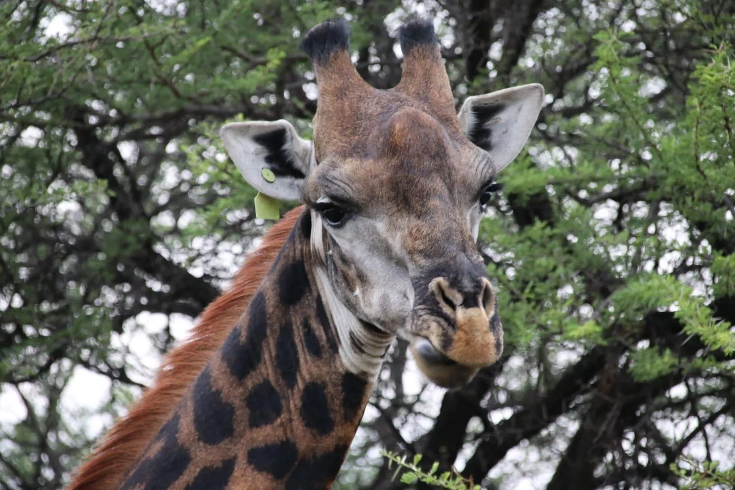 Roaring Sky Base Camp