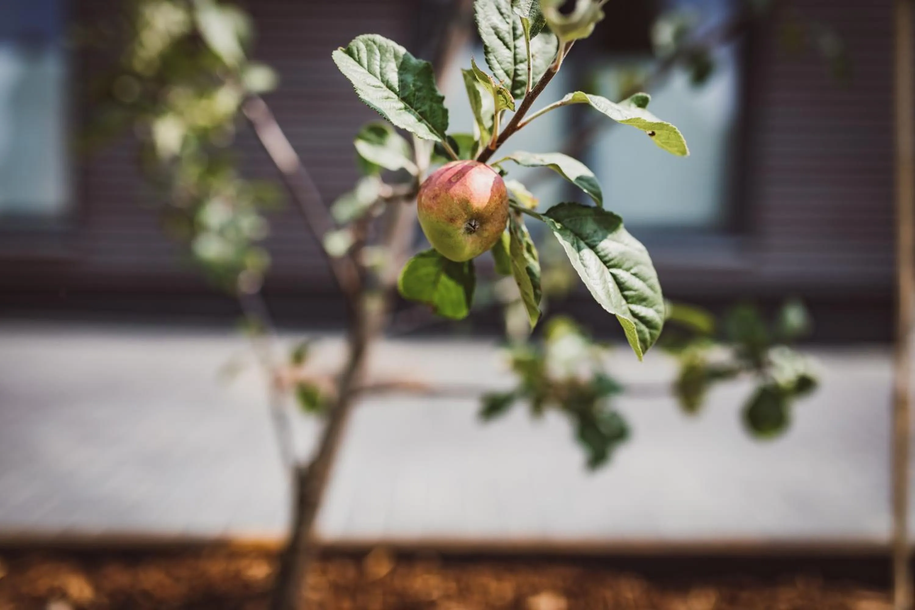 Garden in Hotel Hildebrandt's