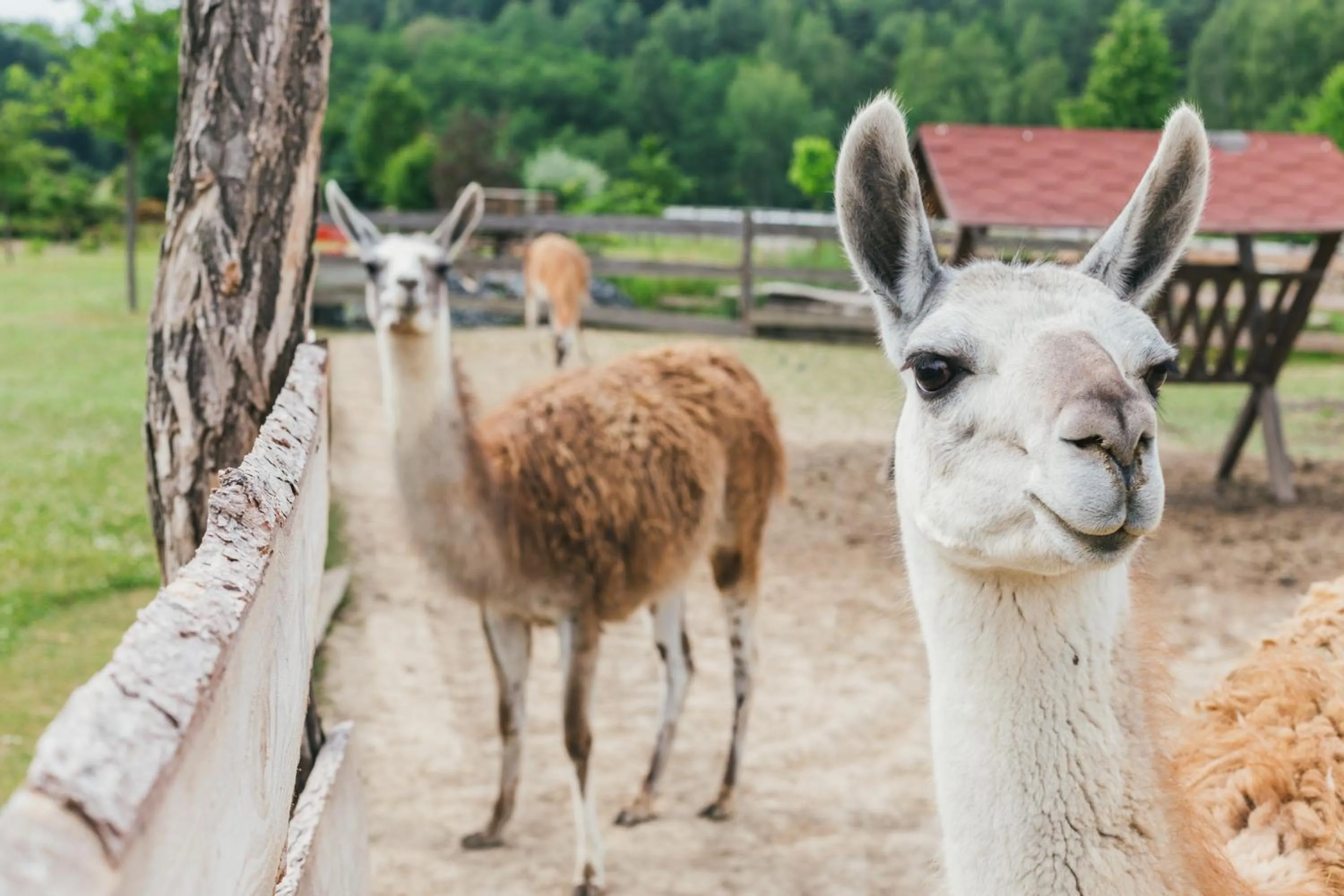 Day in Resort Malevil