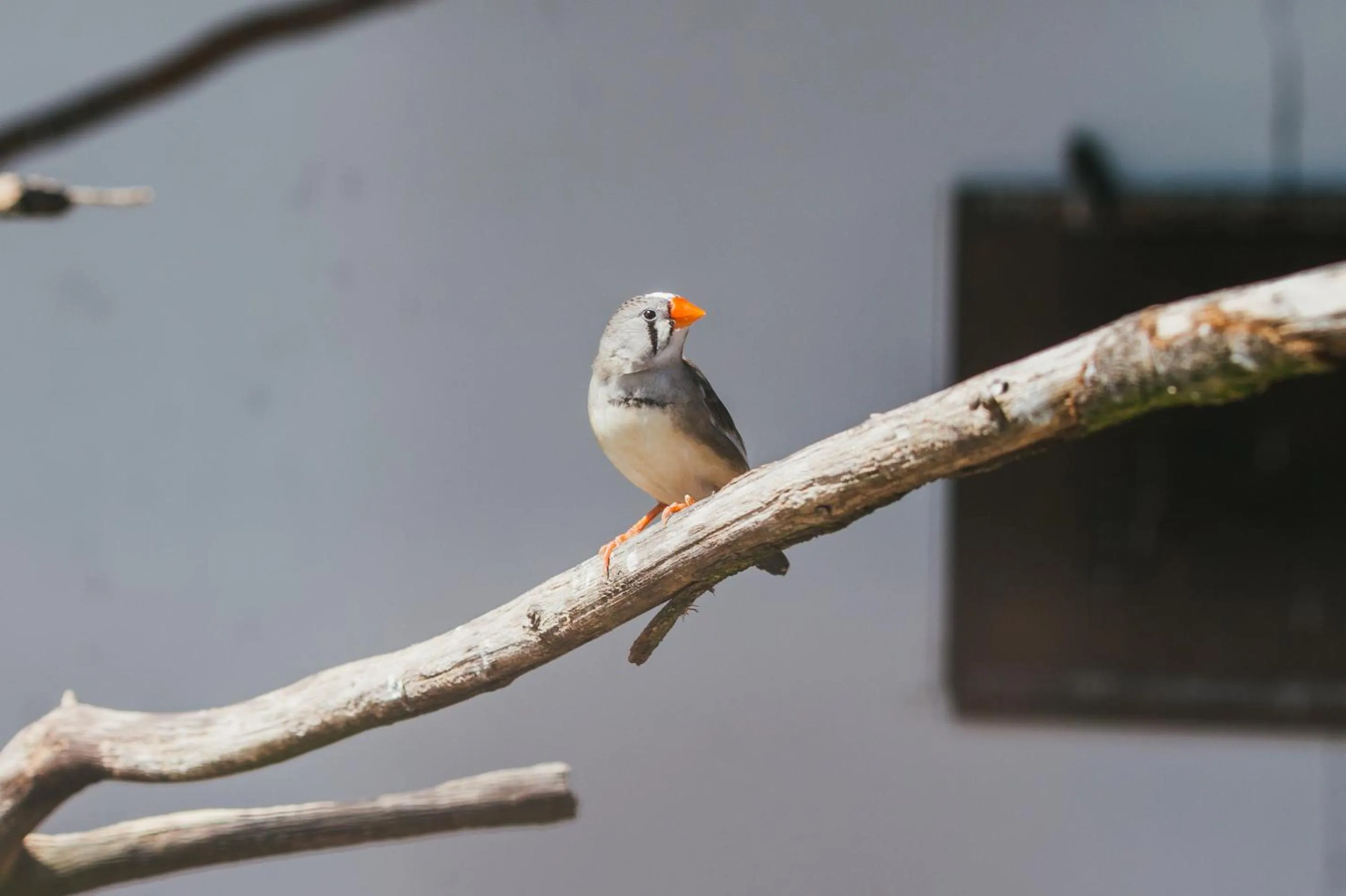 Animals in Resort Malevil