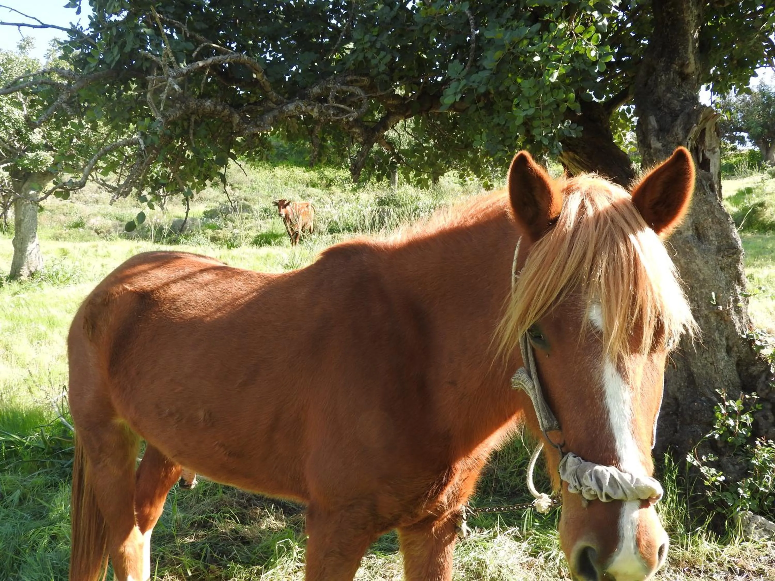 Hill View Hotel Apartments
