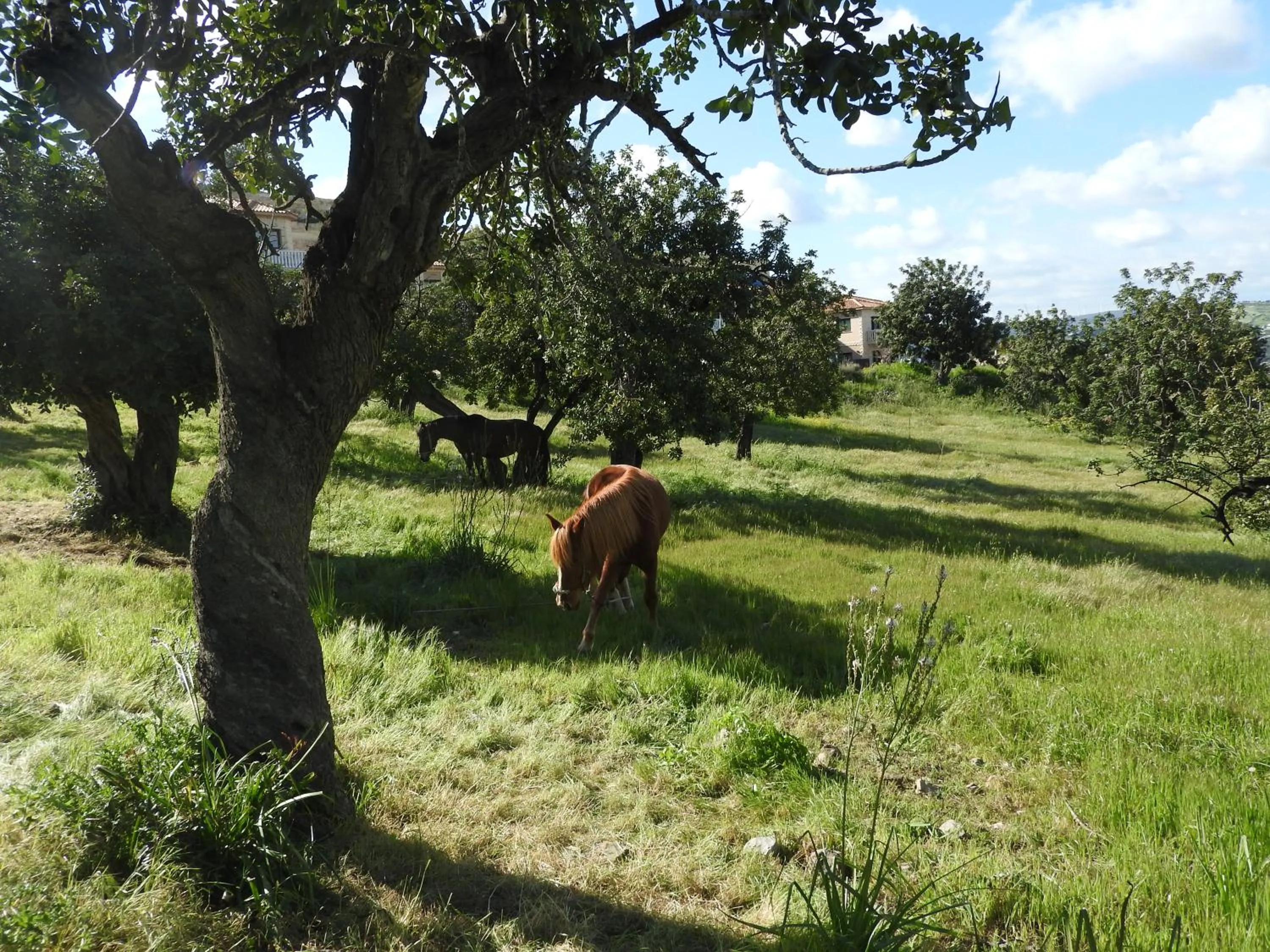 Hill View Hotel Apartments