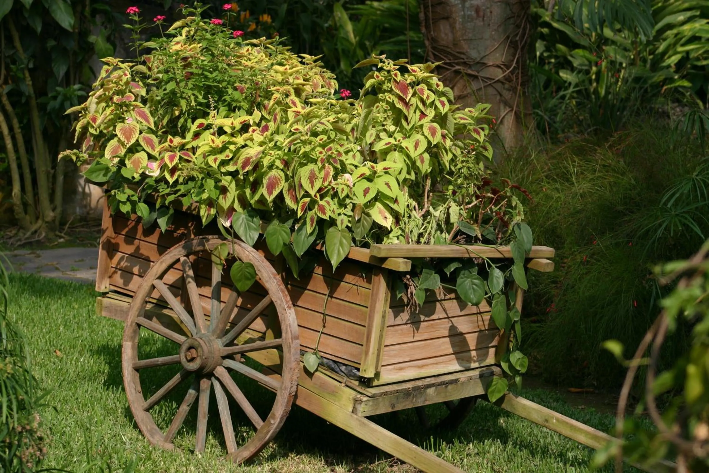 Garden in Hotel Las Farolas