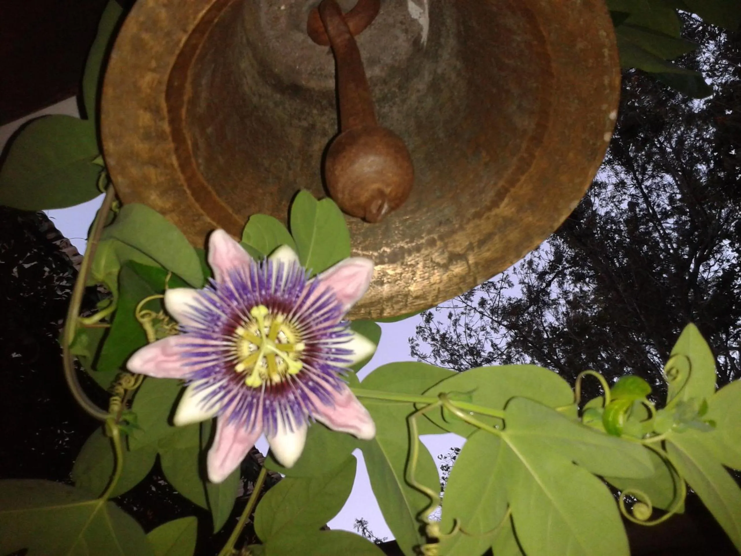 Garden in Hotel Las Farolas