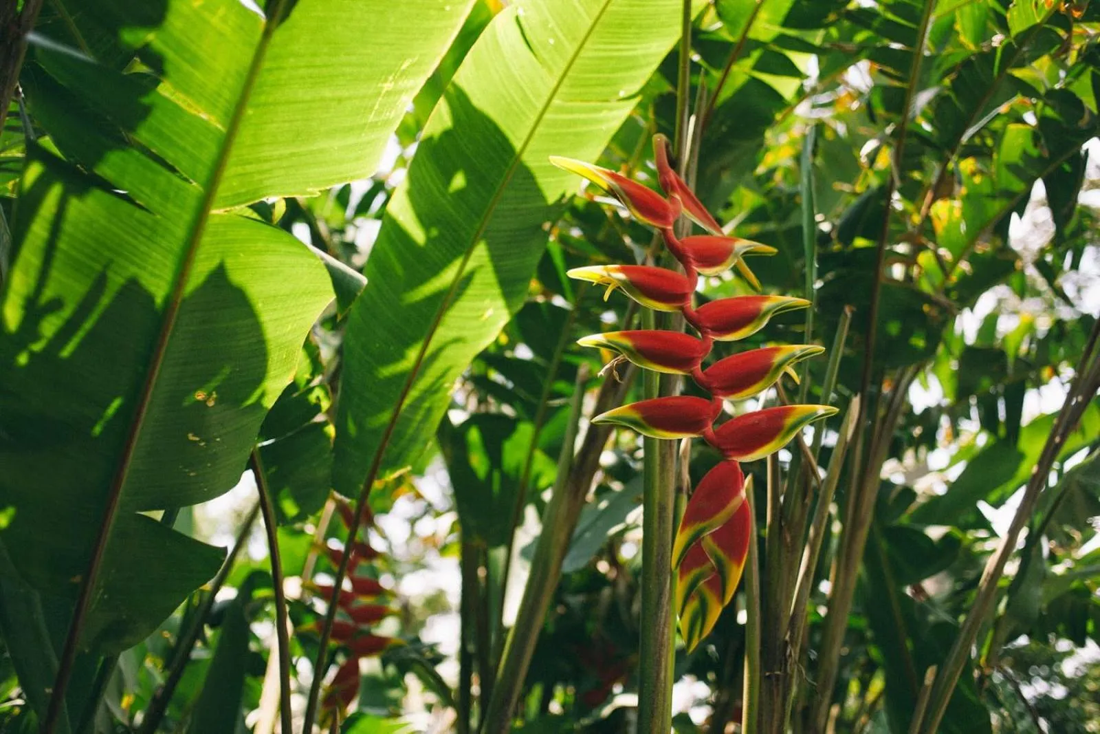 Garden in Hotel Las Farolas