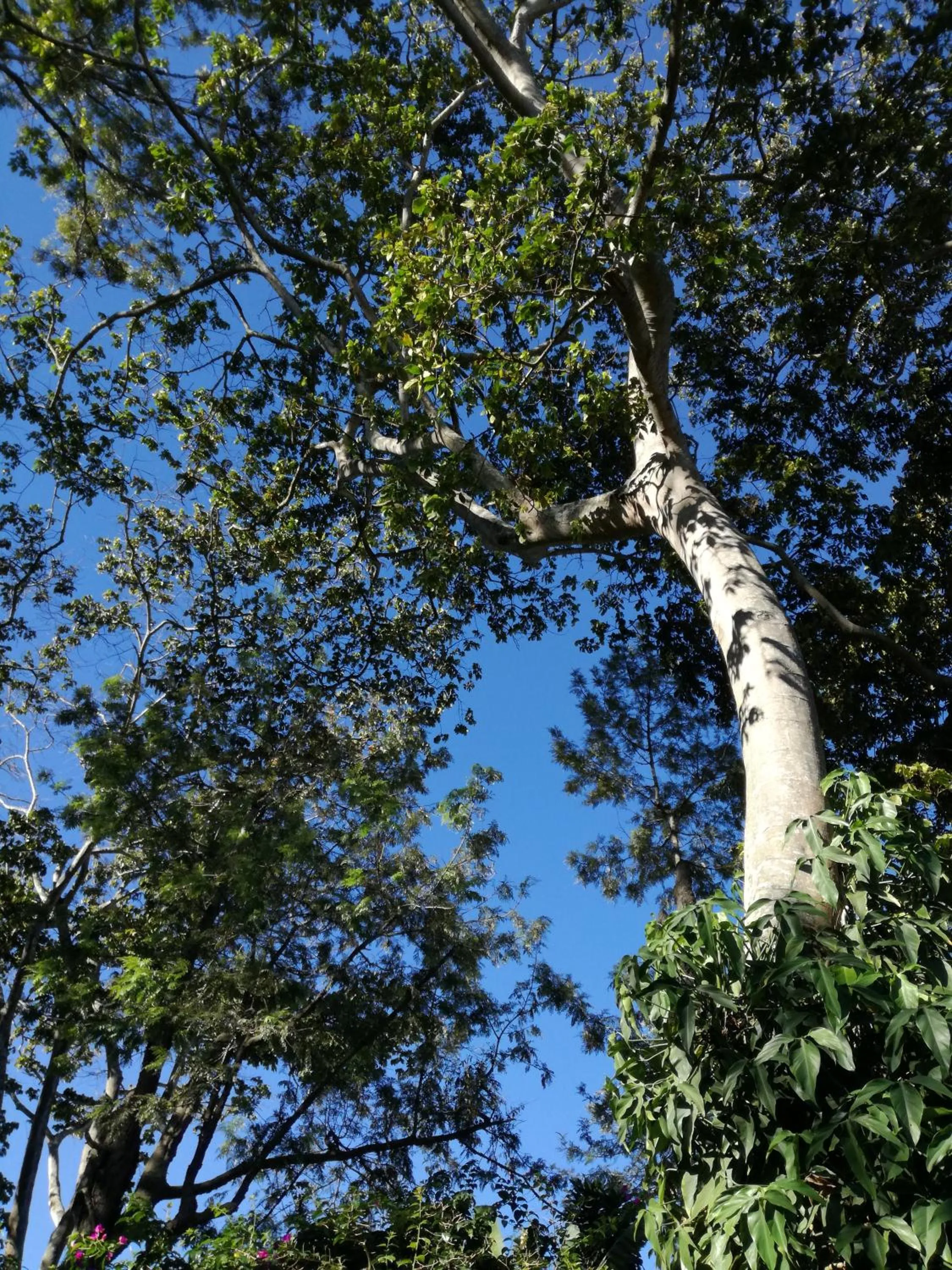 Garden in Hotel Las Farolas