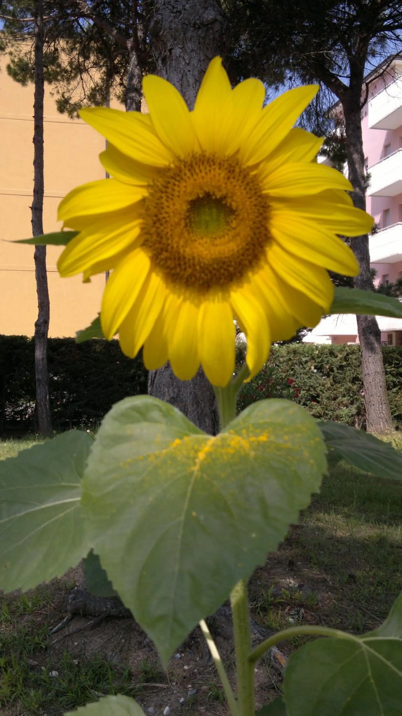 Garden in Hotel Golf ***S