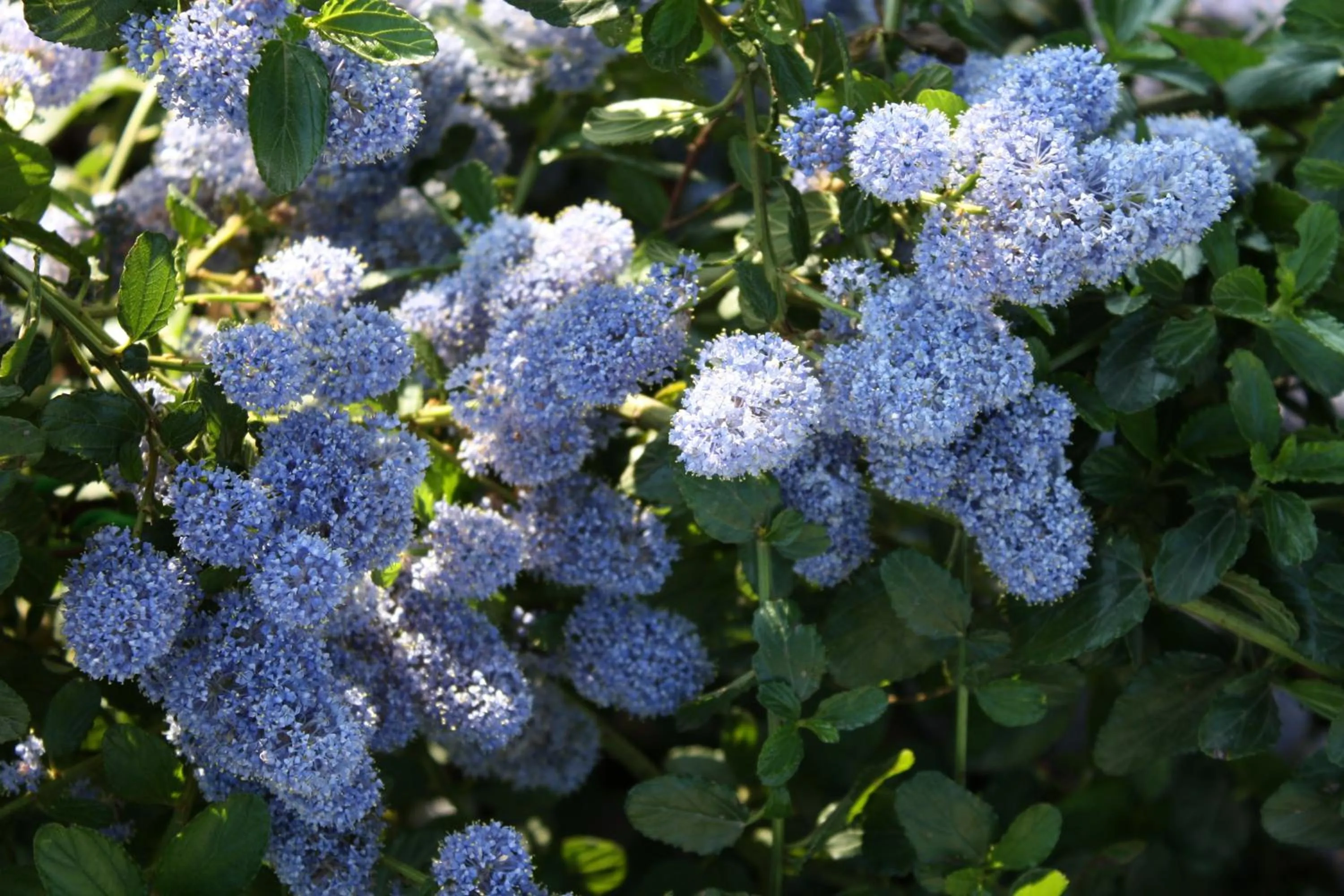 Garden in Rosa di Assisi
