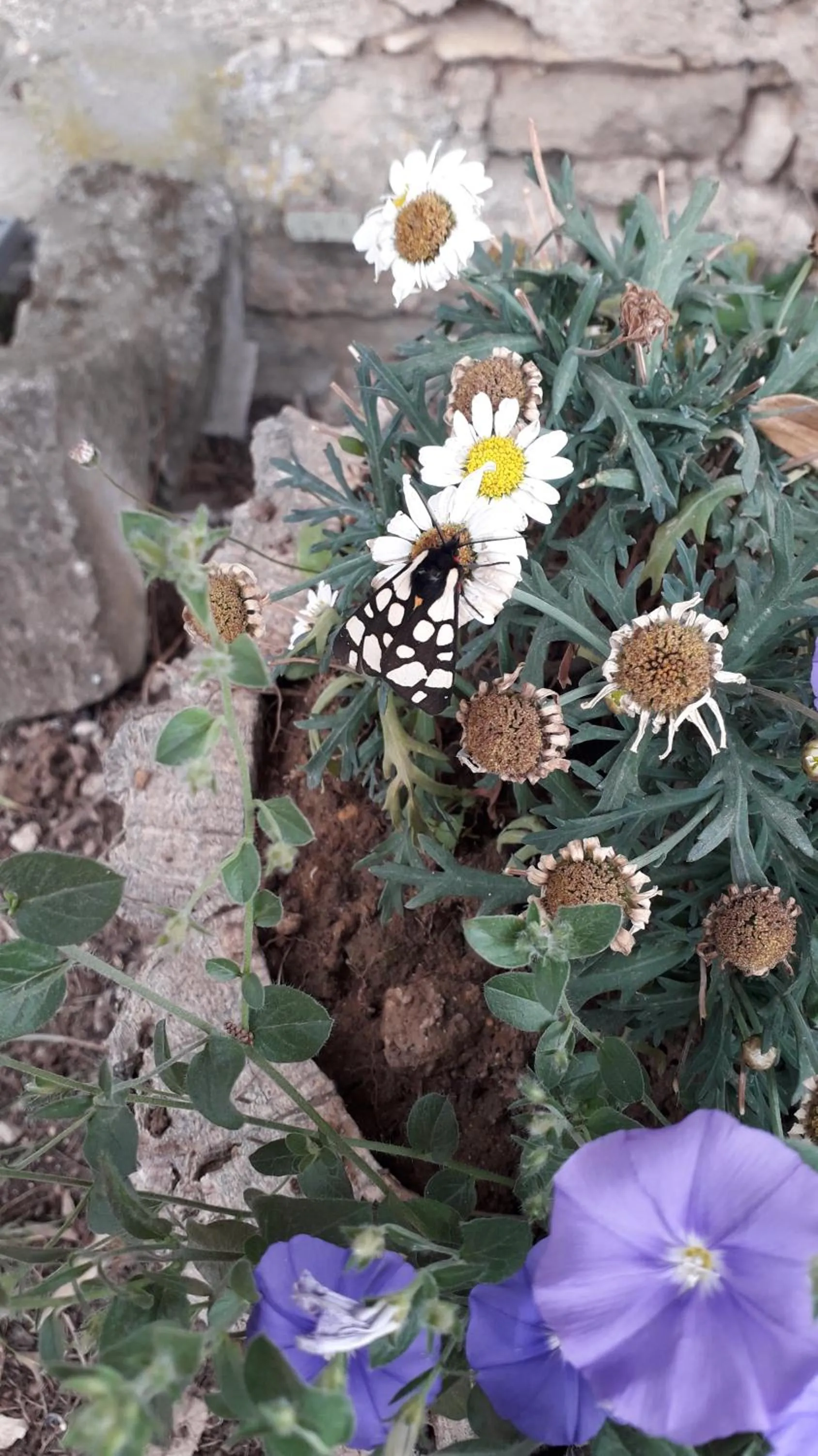 Garden in Le Mas du Lac