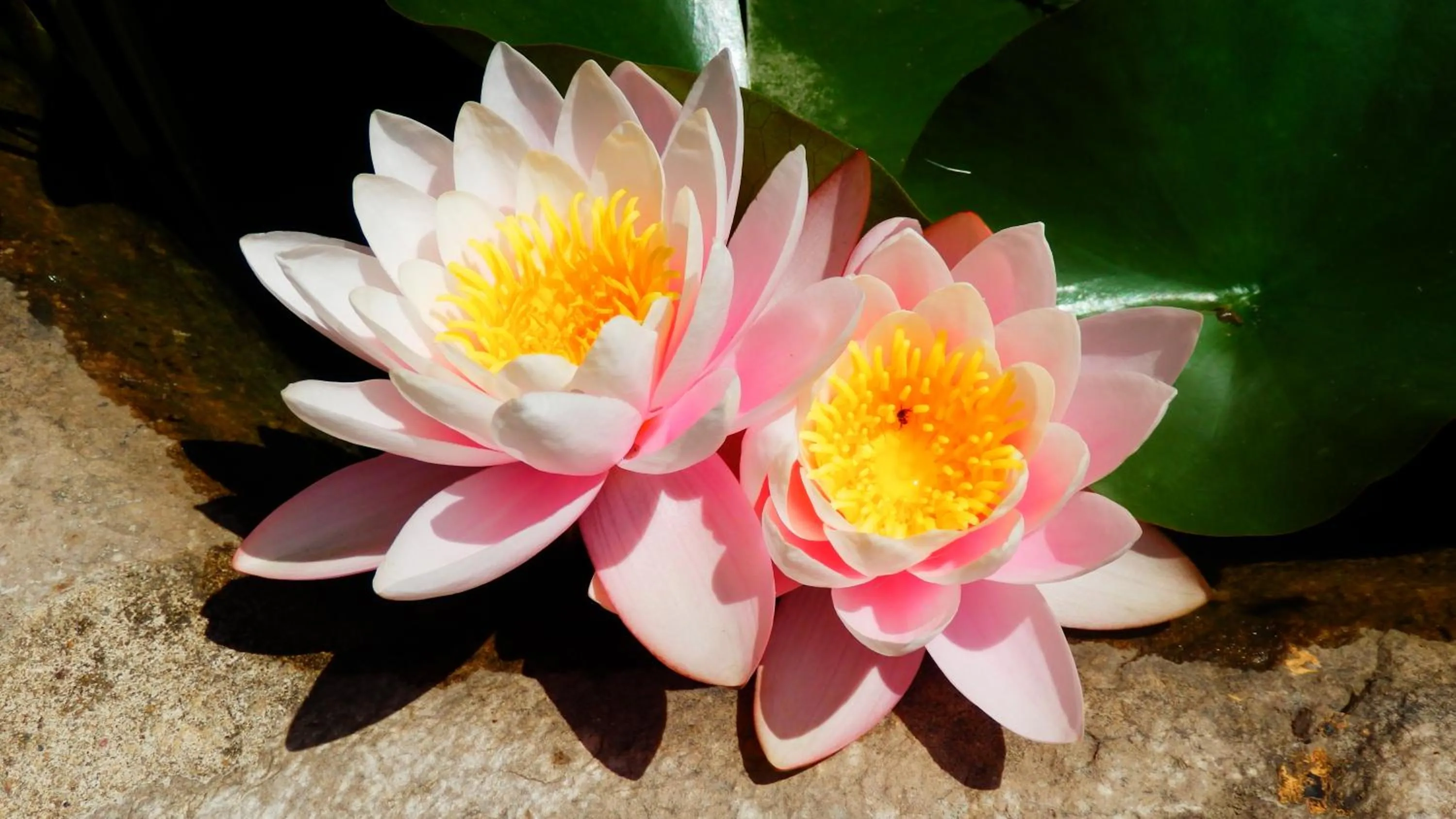 Property building in Le Mas du Lac