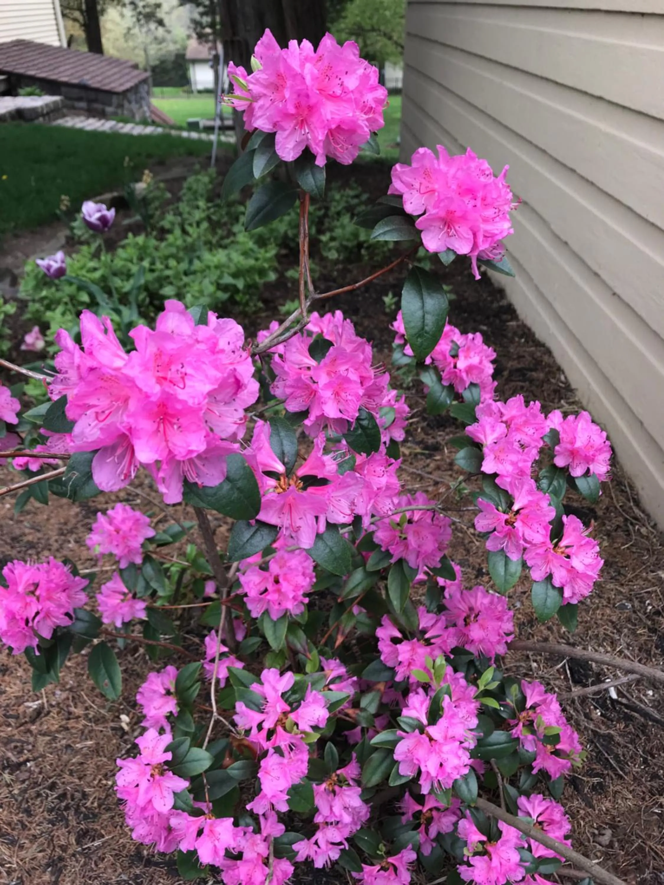 Garden in Carriage Stop Bed & Breakfast