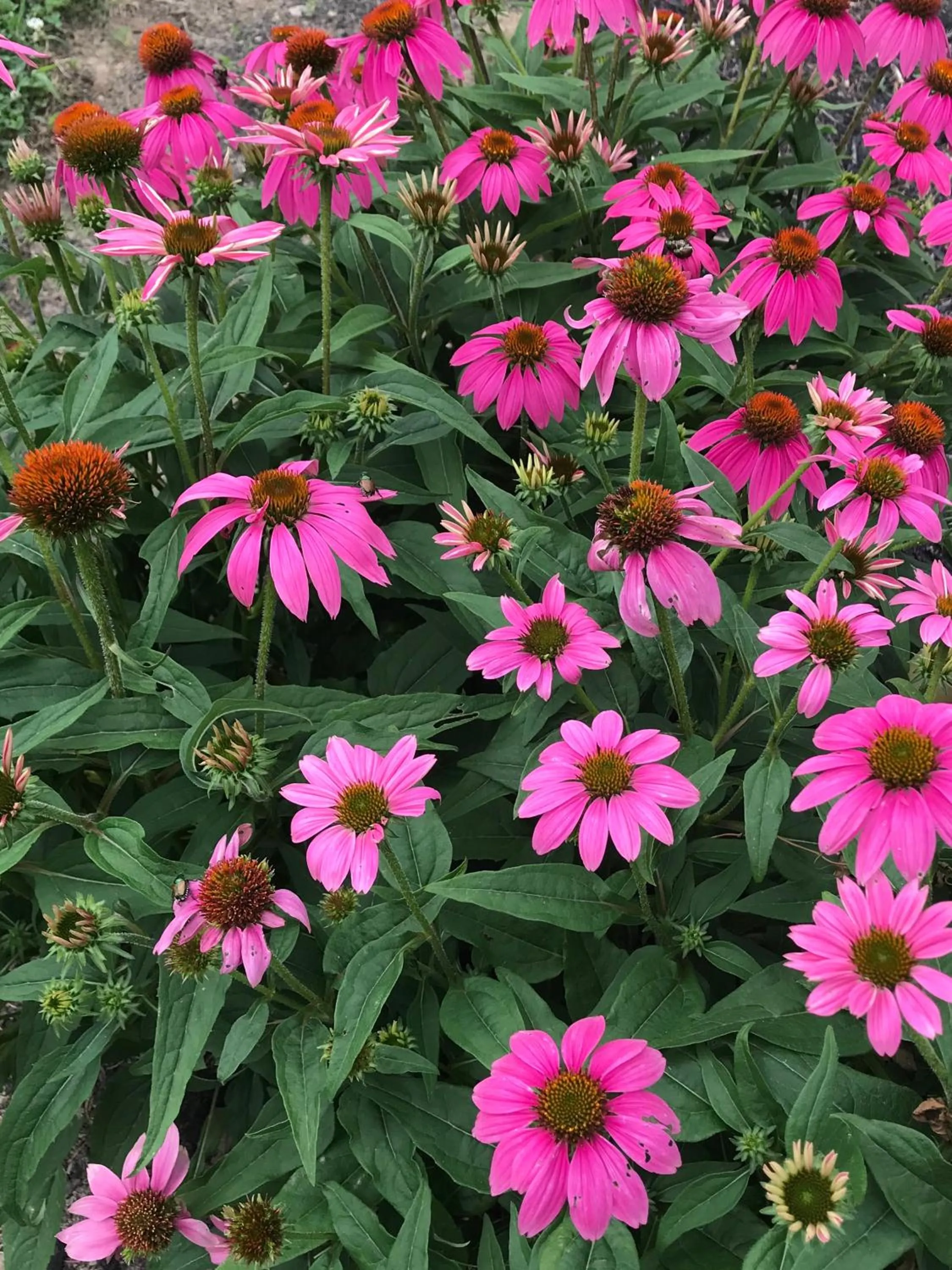 Garden in Carriage Stop Bed & Breakfast